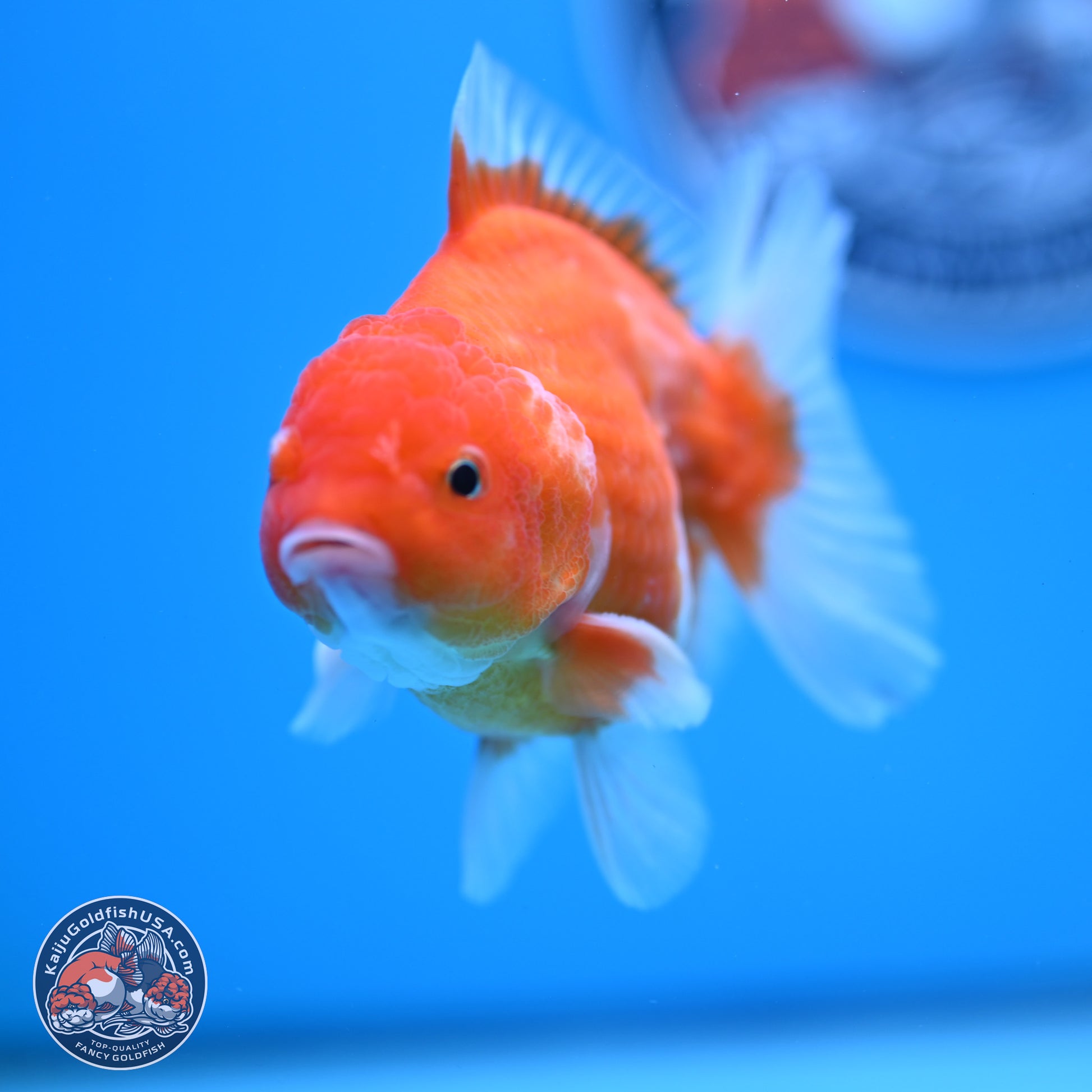 Shogun Sakura Oranda 3.5-4.5 inches (241004_OR07) - Kaiju Goldfish USA