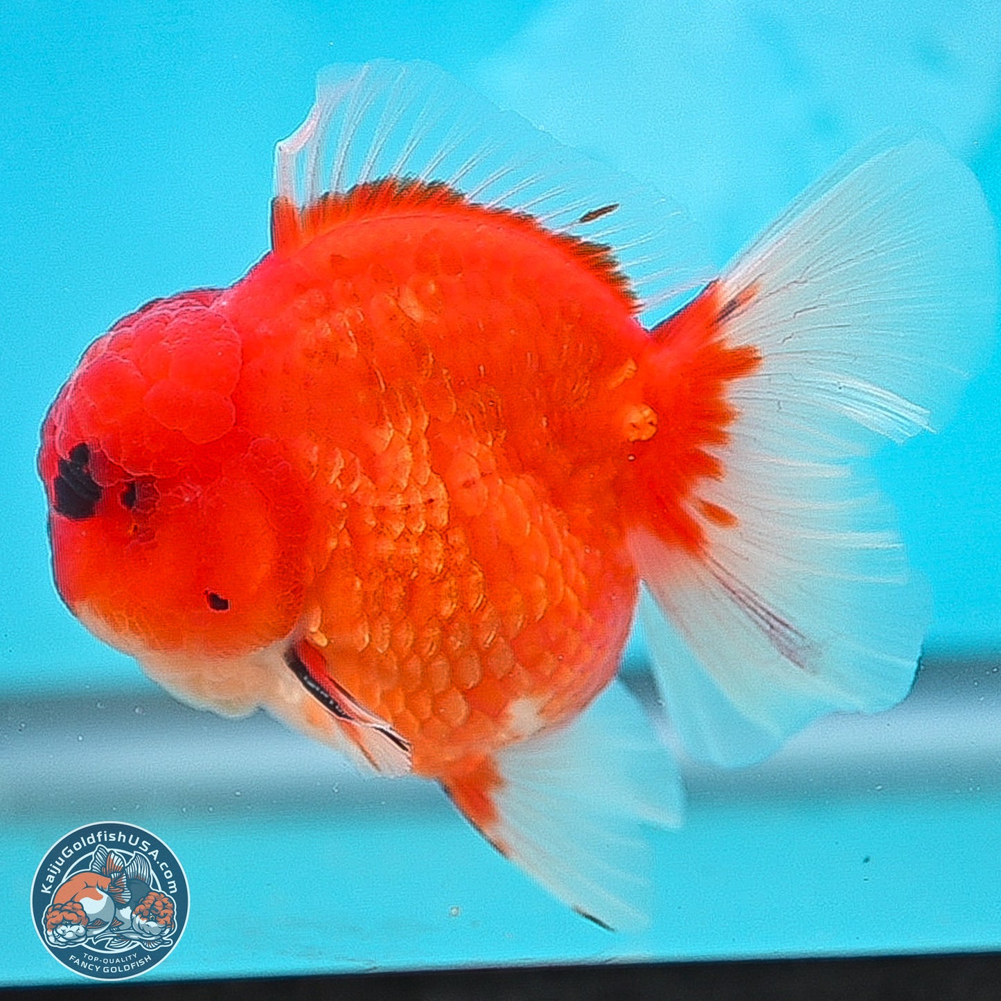 Apache Rose Tail Sakura Oranda 3.75 inches Body - Male (250131_OR07)