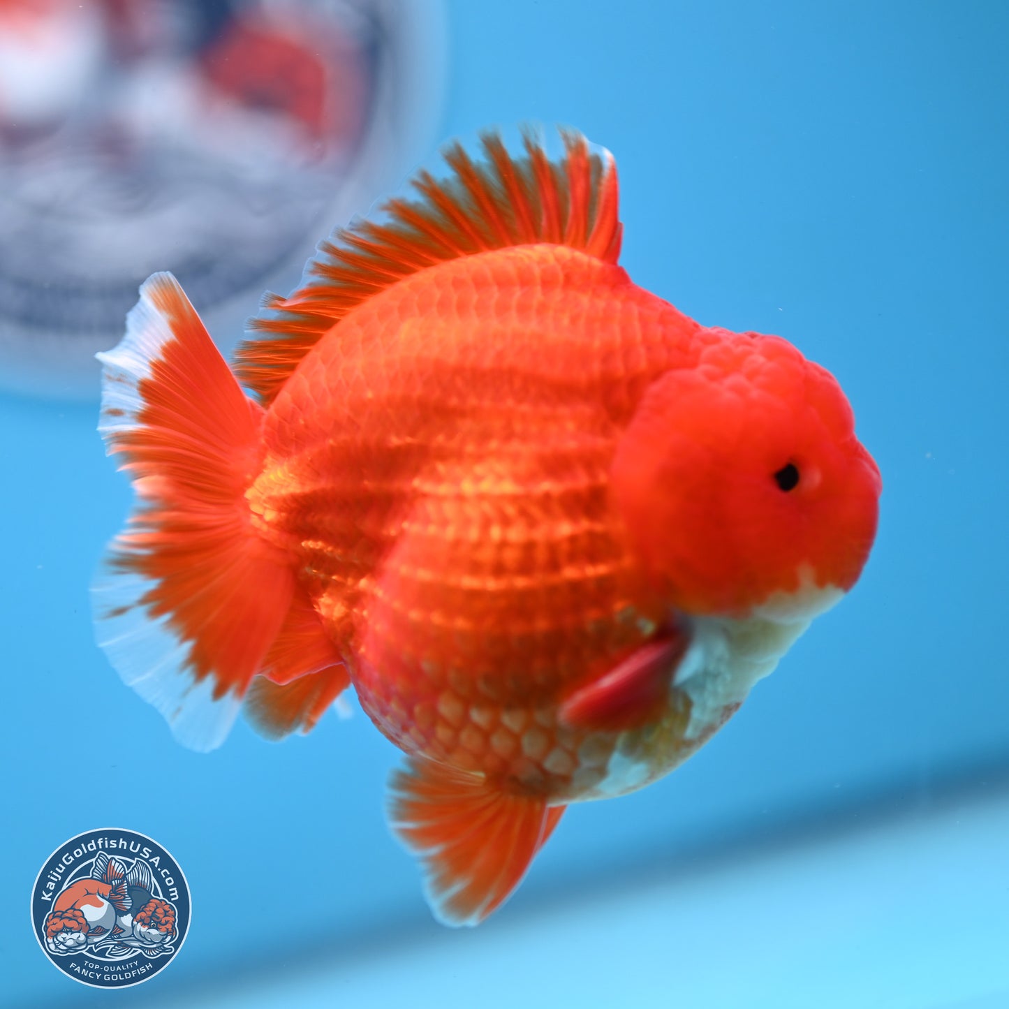 Red White YuanBao Oranda 3.5 inches Body - Male (250103_OR07) - Kaiju Goldfish USA