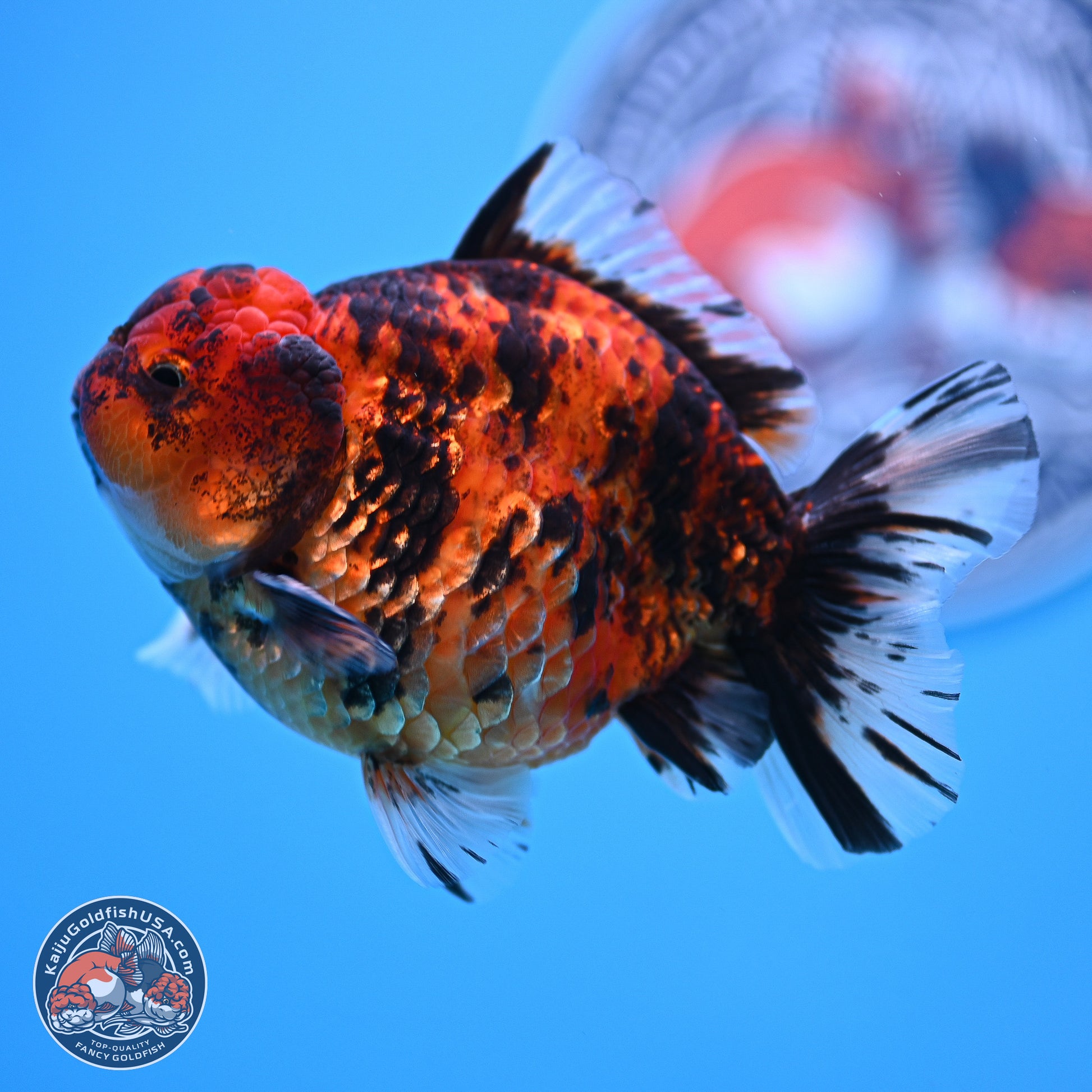 Tiger YuanBao Oranda 4-5 inches (240920_OR07) - Kaiju Goldfish USA