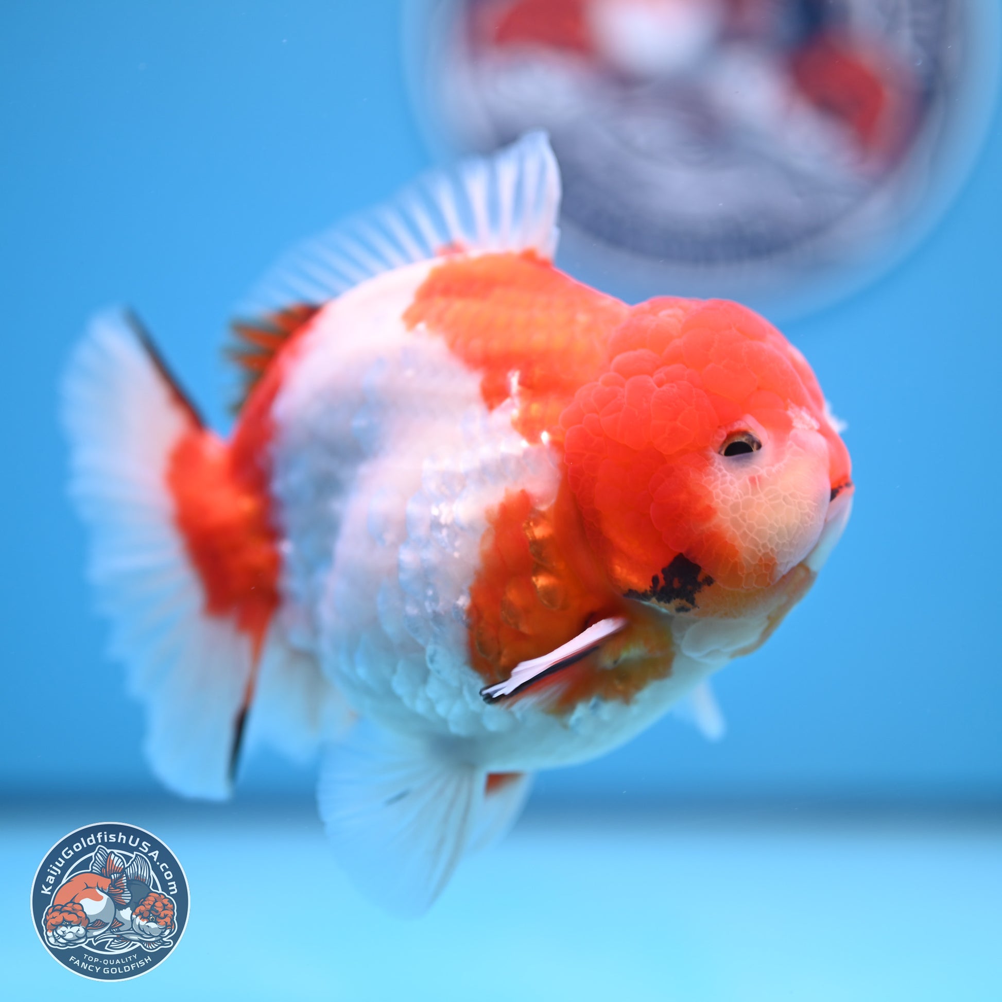 Tricolor Sakura YuanBao Oranda 4.75 inches Body - Male (241227_OR07) - Kaiju Goldfish USA