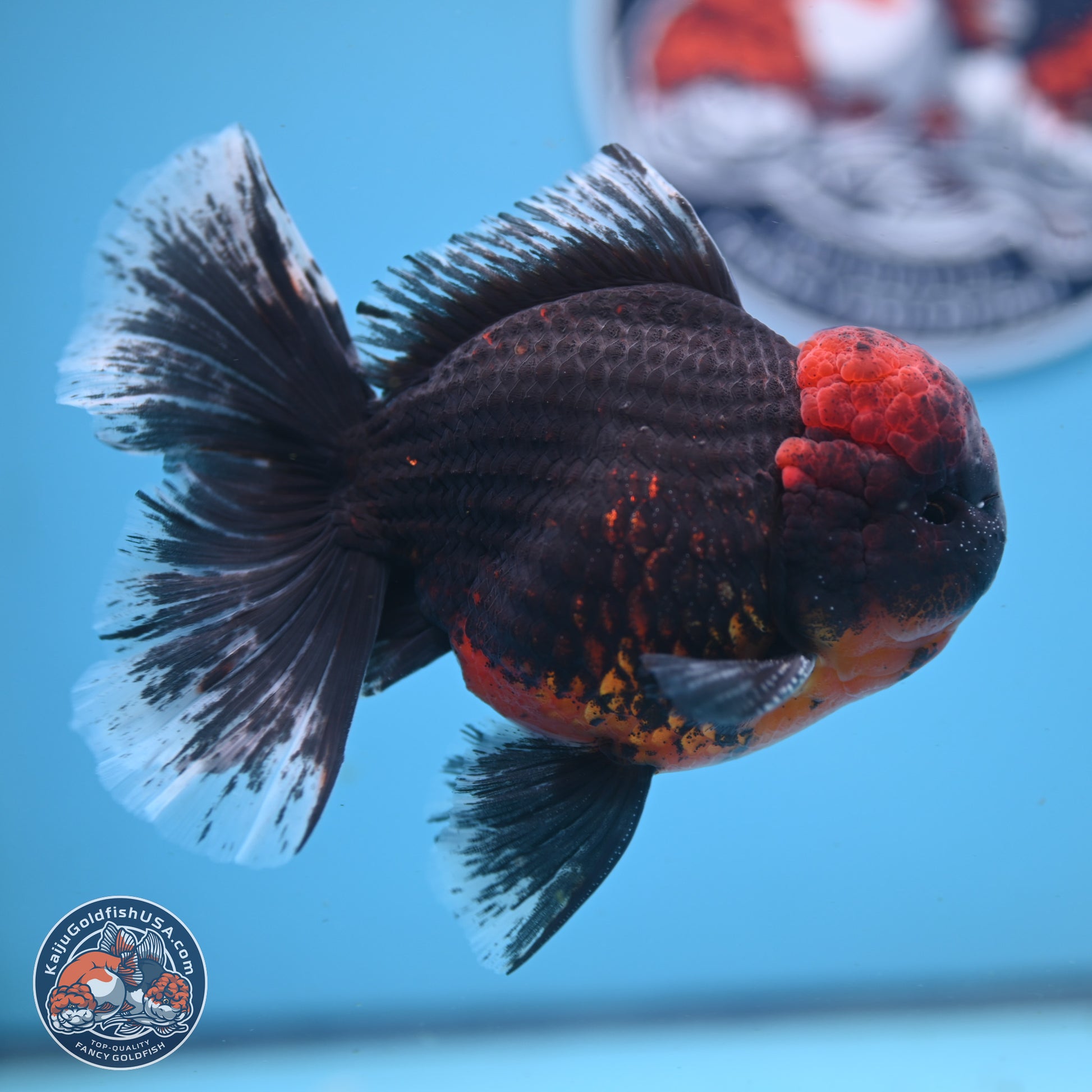 Kirin Rose Tail Oranda 6 inches - Male (241122_OR07) - Kaiju Goldfish USA