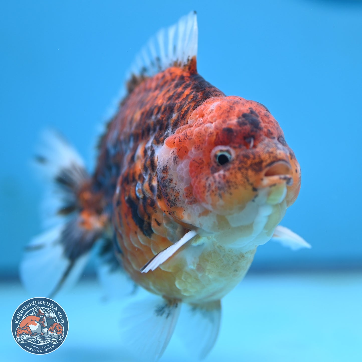 Tiger YuanBao Oranda 4 inches Body - Male (250117_OR07) - Kaiju Goldfish USA