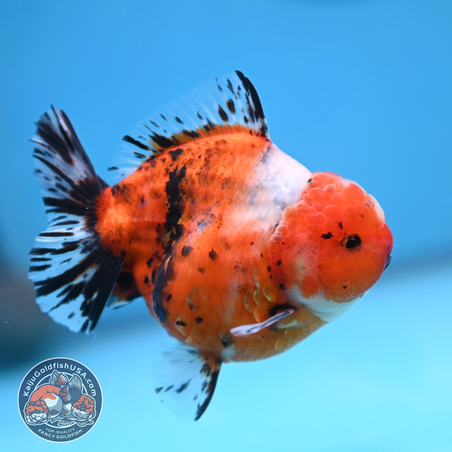 Shogun Tricolor Sakura Oranda 3.5 inches Body (250606_OR07)
