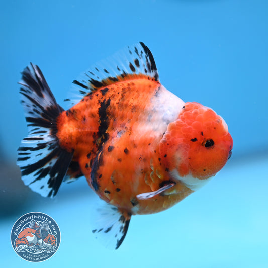 Shogun Tricolor Sakura Oranda 3.5 inches Body (250606_OR07)