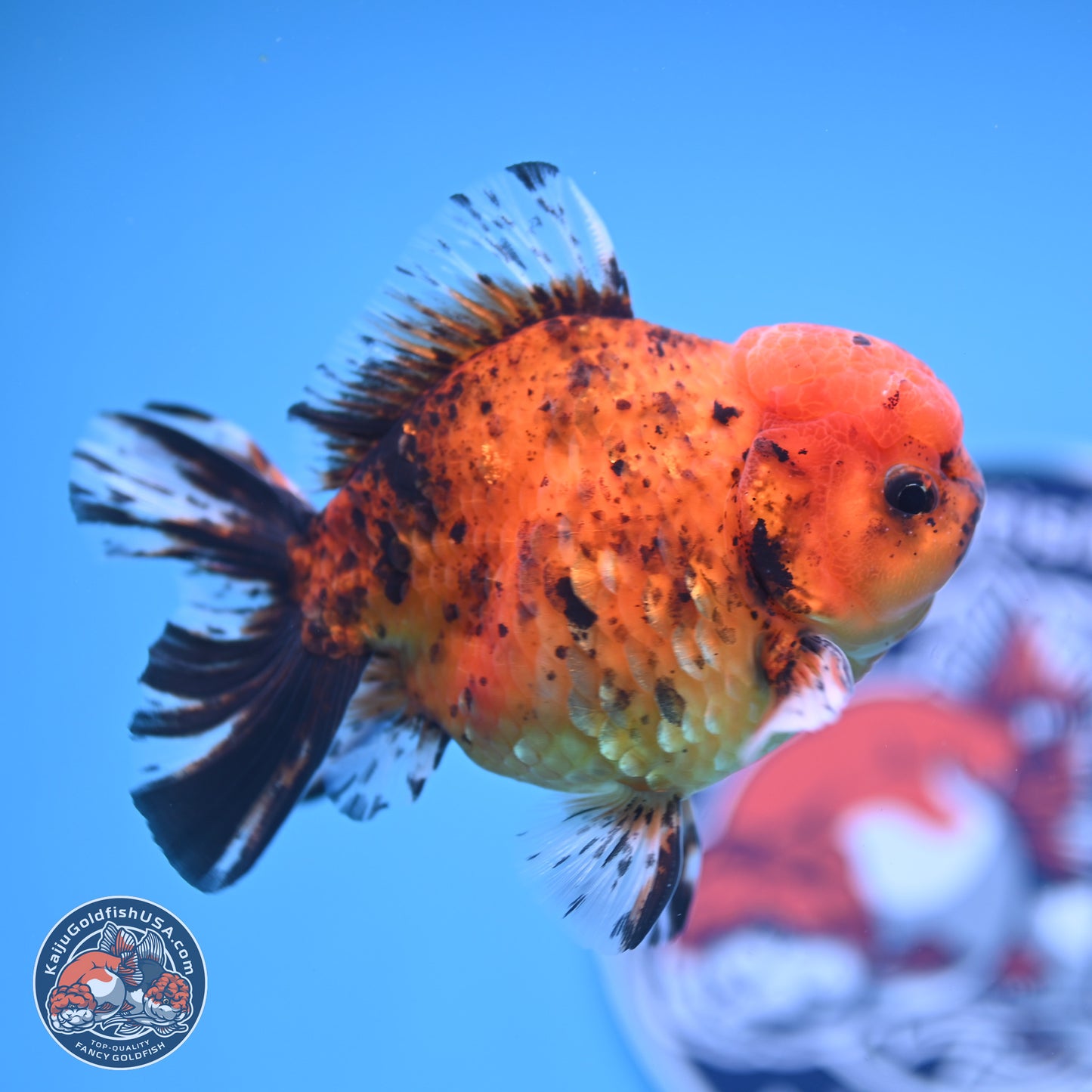 Shogun Tiger YuanBao Oranda 3.75in Body (240816_OR07) - Kaiju Goldfish USA