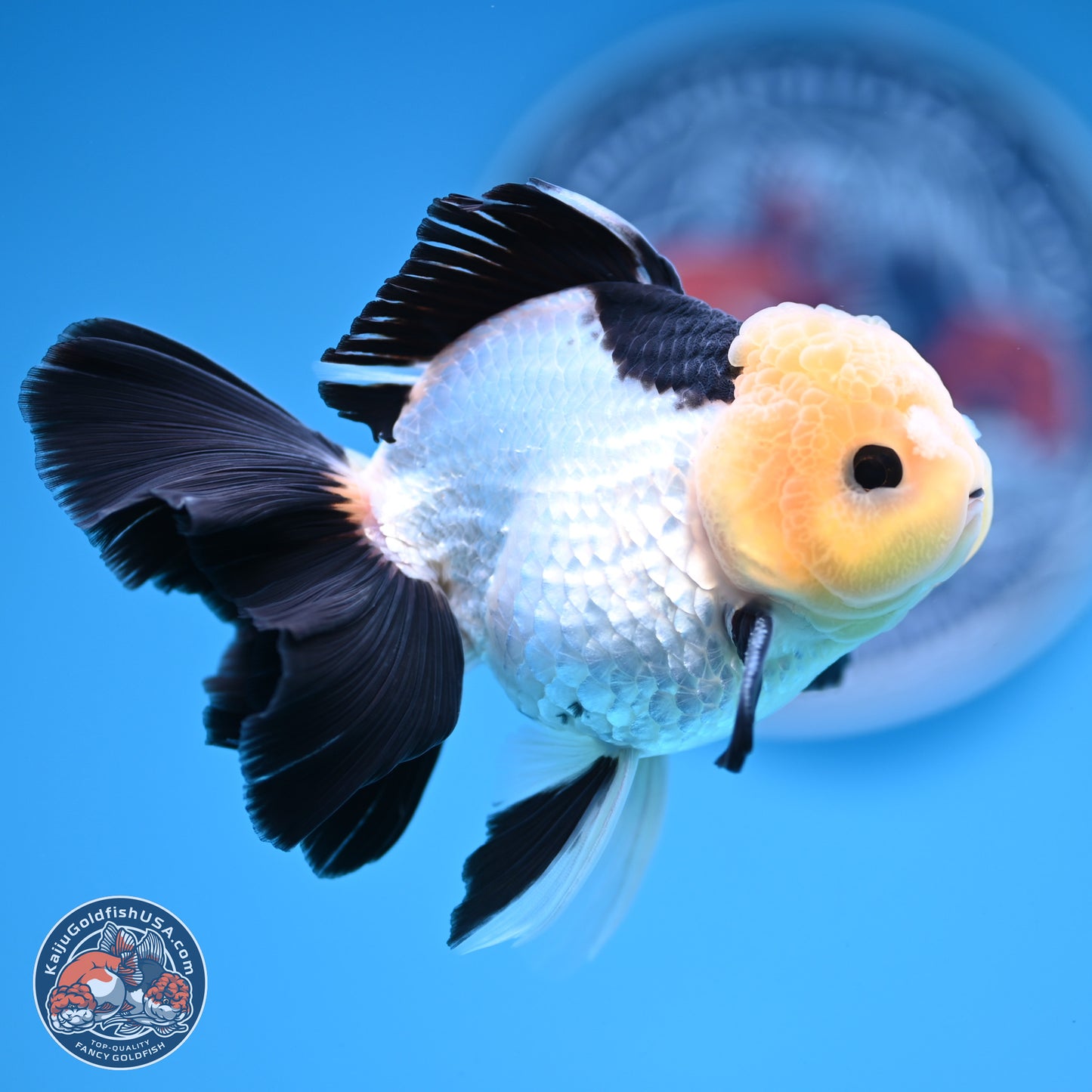 Panda Rose Tail Oranda 4.5 inches (241101_OR07) - Kaiju Goldfish USA