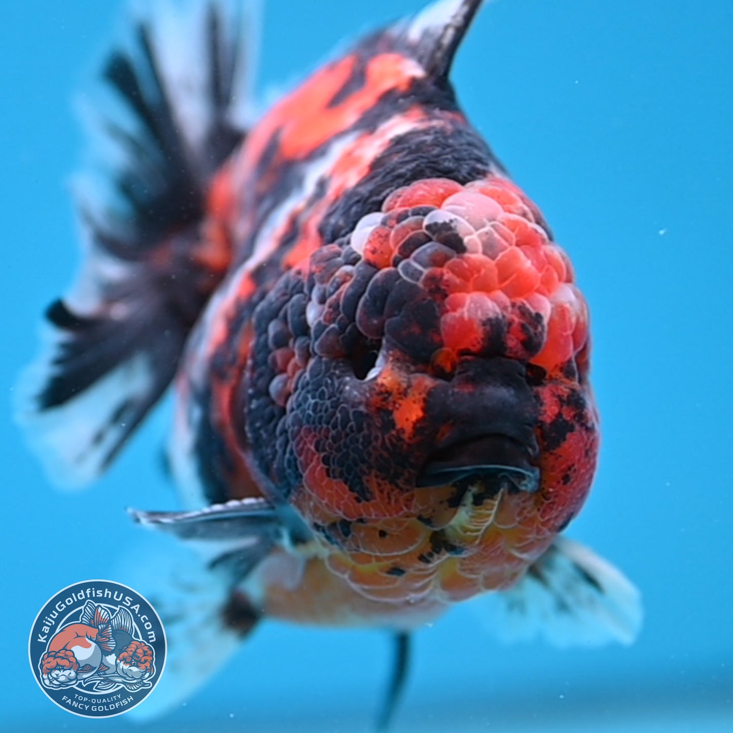 Tiger Oranda 4 inch Body (250926_OR07)