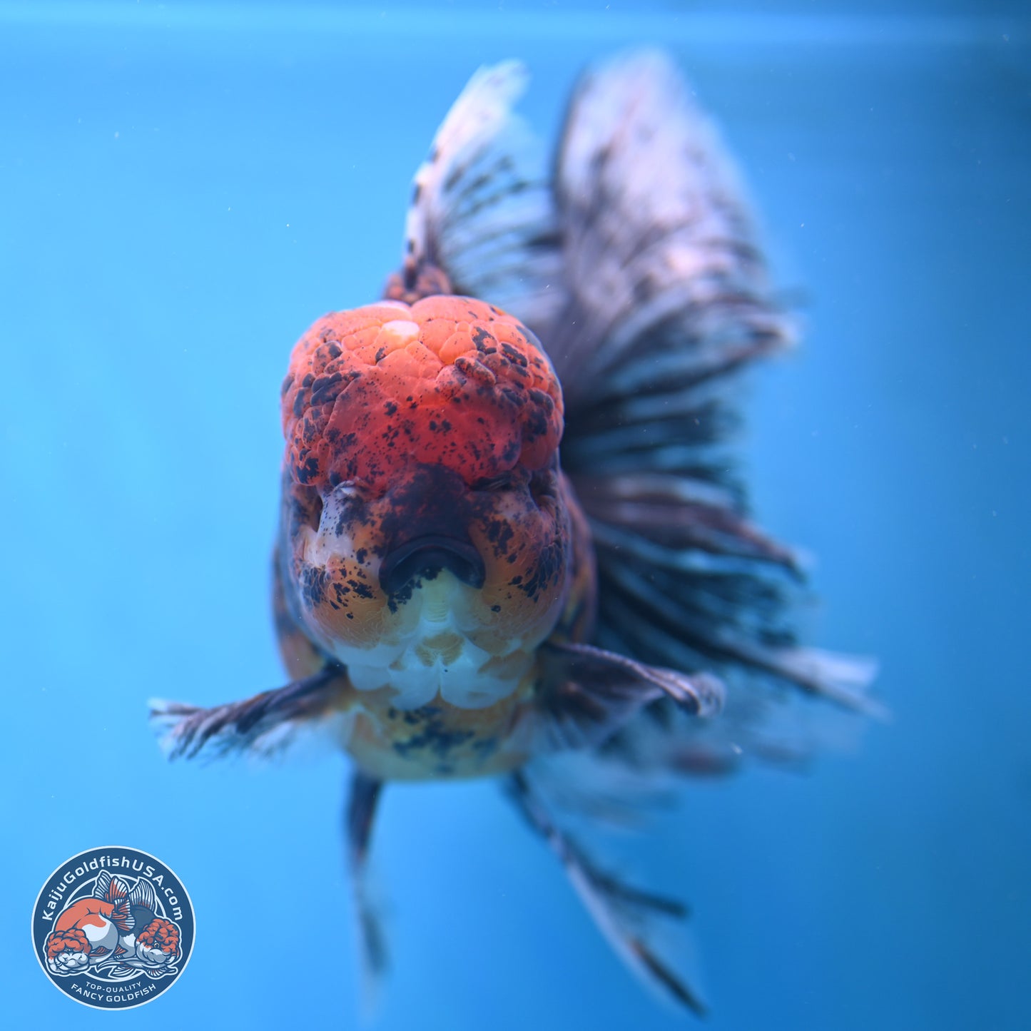 Red Kirin Rose Tail Oranda 6.5 inches - Male (241115_OR07) - Kaiju Goldfish USA