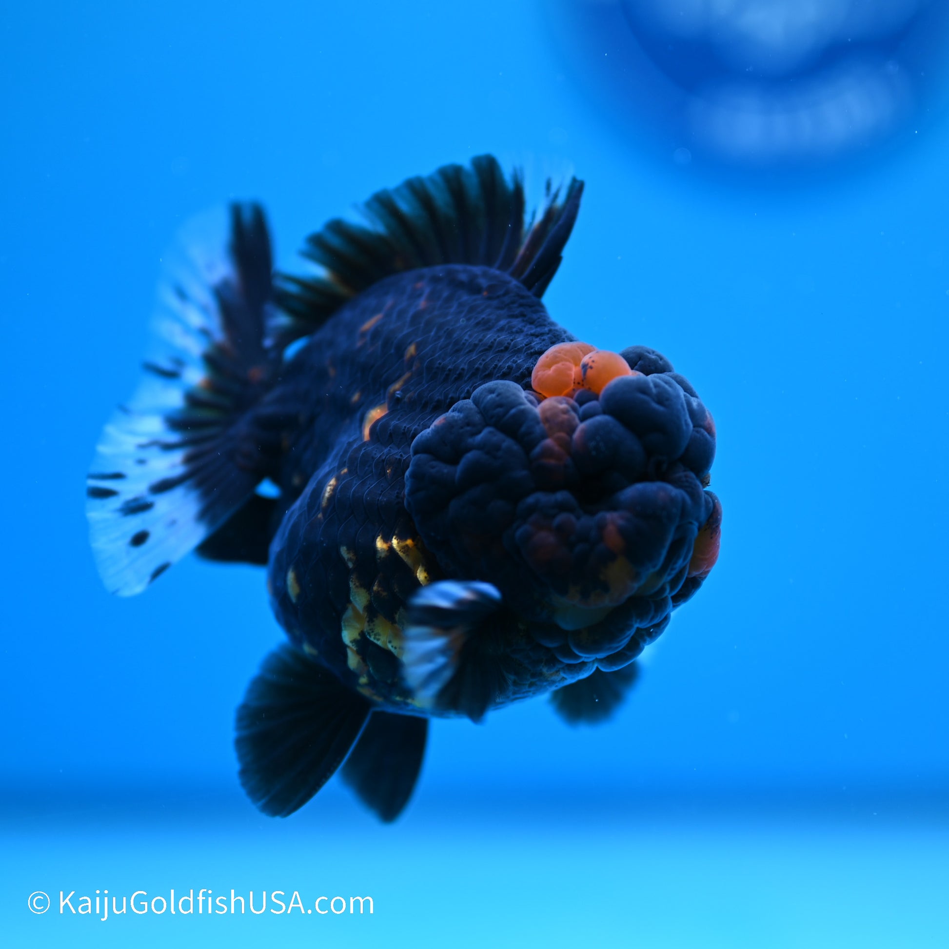 Heavy Ink Tiger YuanBao Oranda 3.5 inches (240517_OR7) - Kaiju Goldfish USA