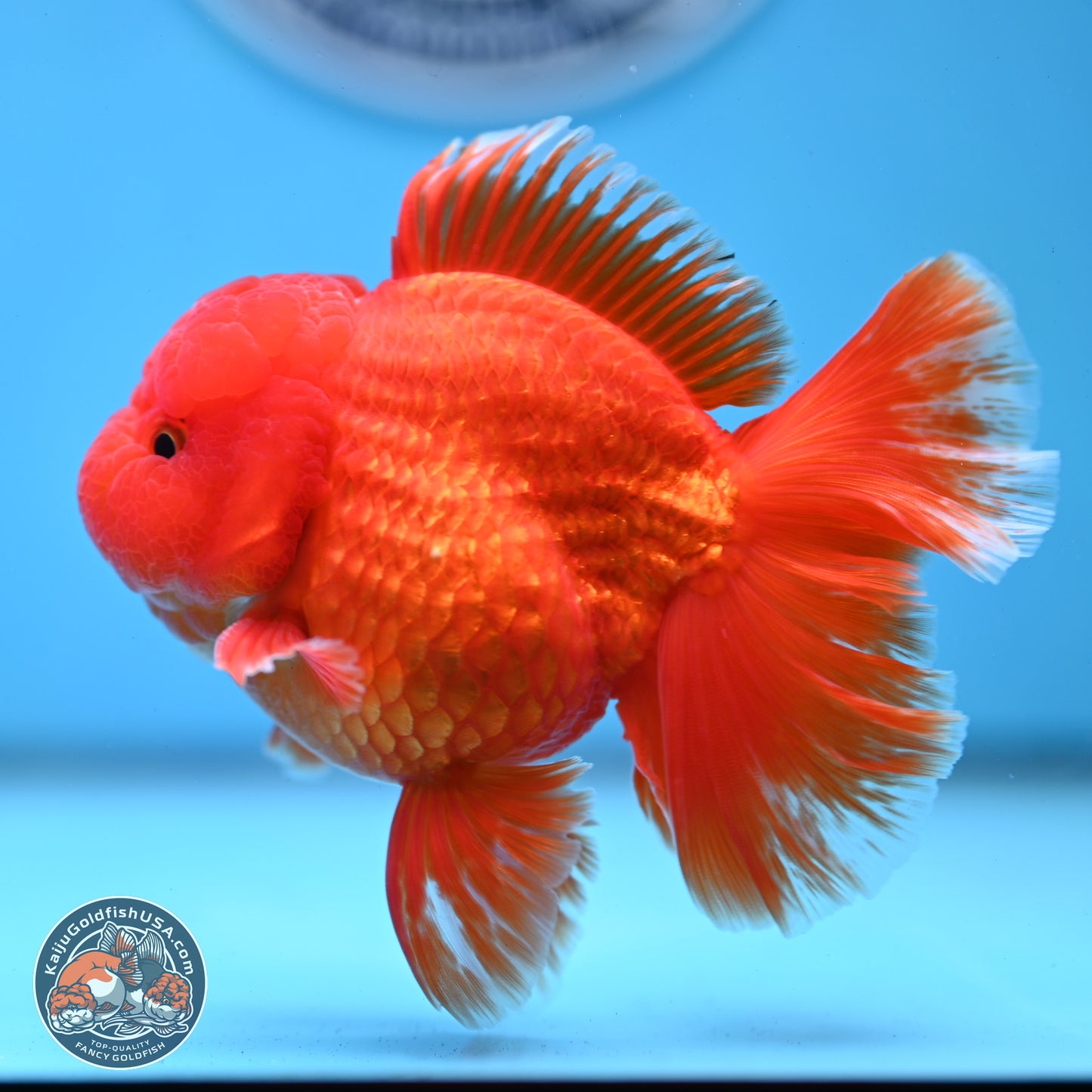 Fiery Classic Red Rose Tail Oranda 3.5 inches Body - Male (250228_OR07)