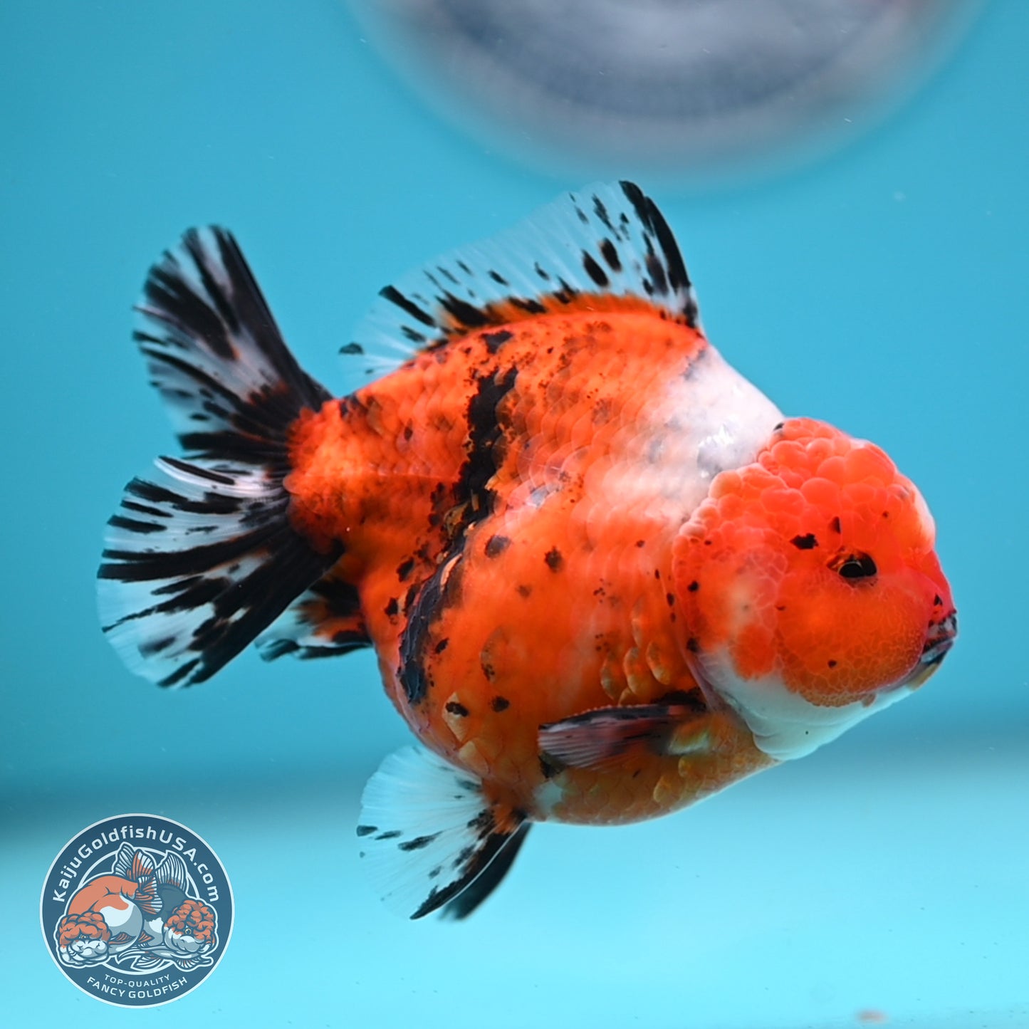 Shogun Tricolor Sakura Oranda 3.5 inches Body (250606_OR07)