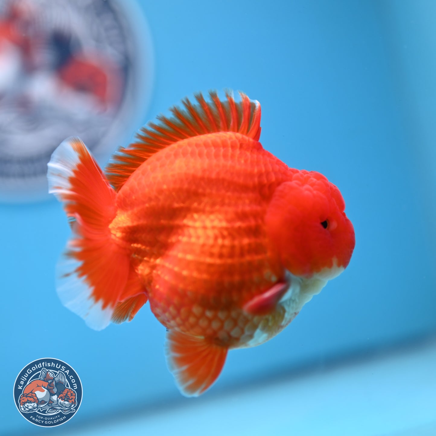 Red White YuanBao Oranda 3.5 inches Body - Male (250103_OR07) - Kaiju Goldfish USA