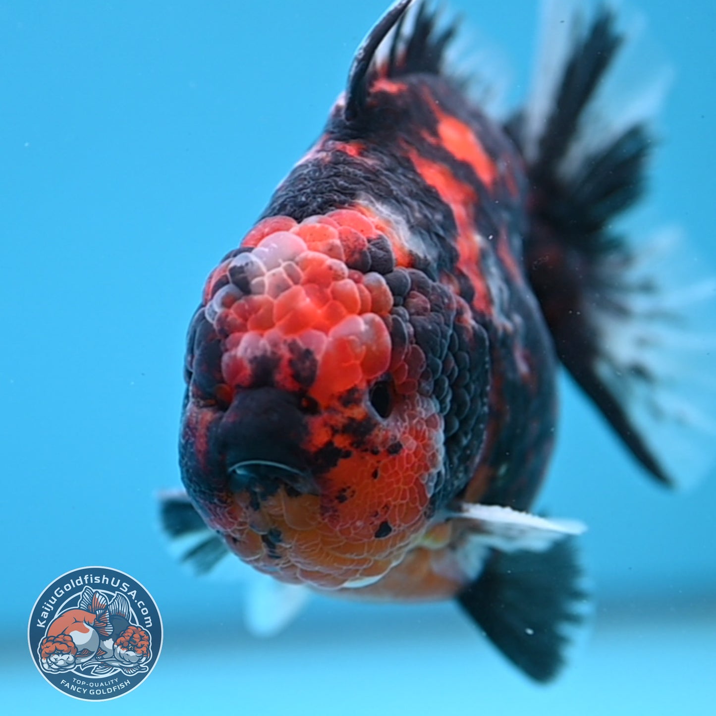 Tiger Oranda 4 inch Body (250926_OR07)