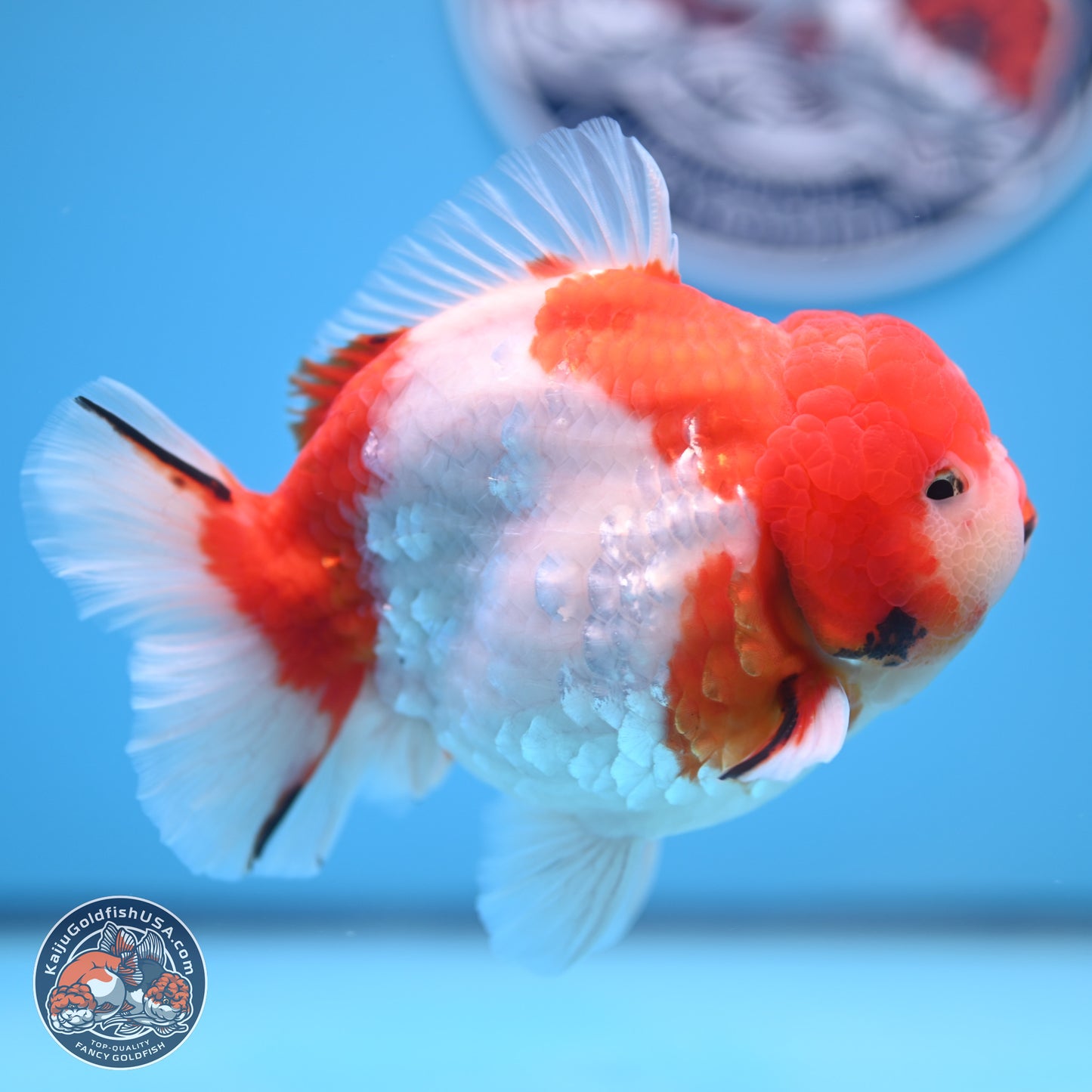 Tricolor Sakura YuanBao Oranda 4.75 inches Body - Male (241227_OR07) - Kaiju Goldfish USA