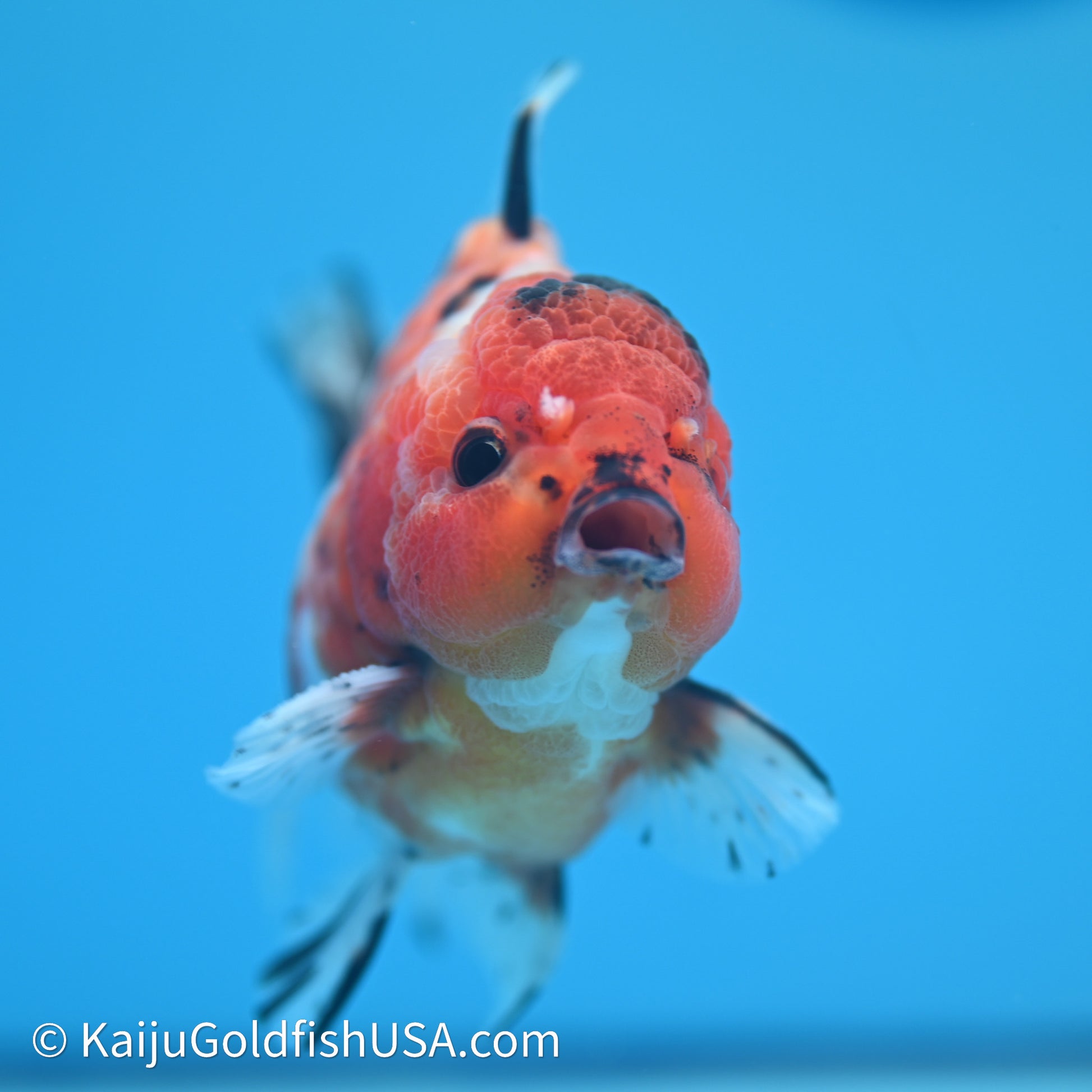 Shogun Godzilla Tricolor Sakura Oranda 3.5in Body (240614_OR07) - Kaiju Goldfish USA