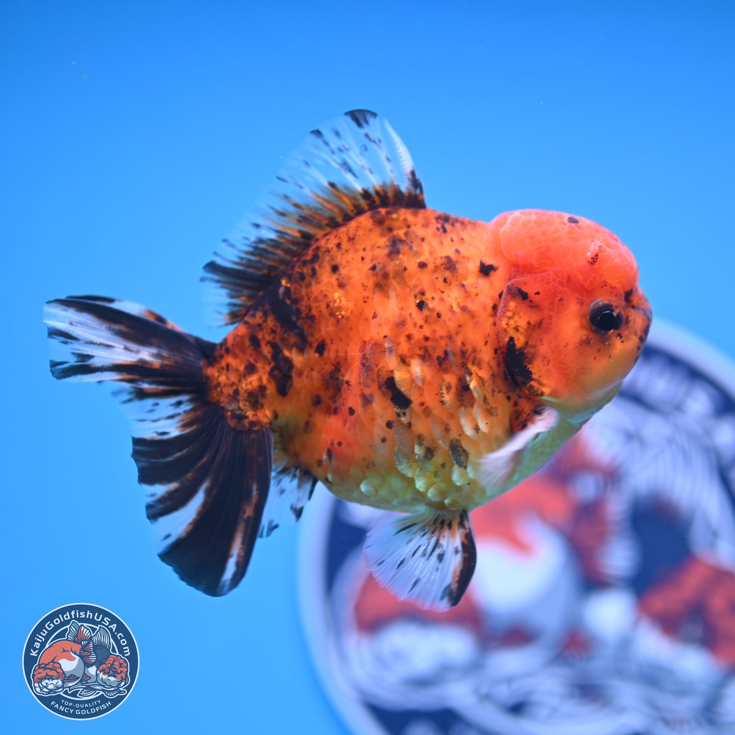 Shogun Tiger YuanBao Oranda 3.75in Body (240816_OR07) - Kaiju Goldfish USA