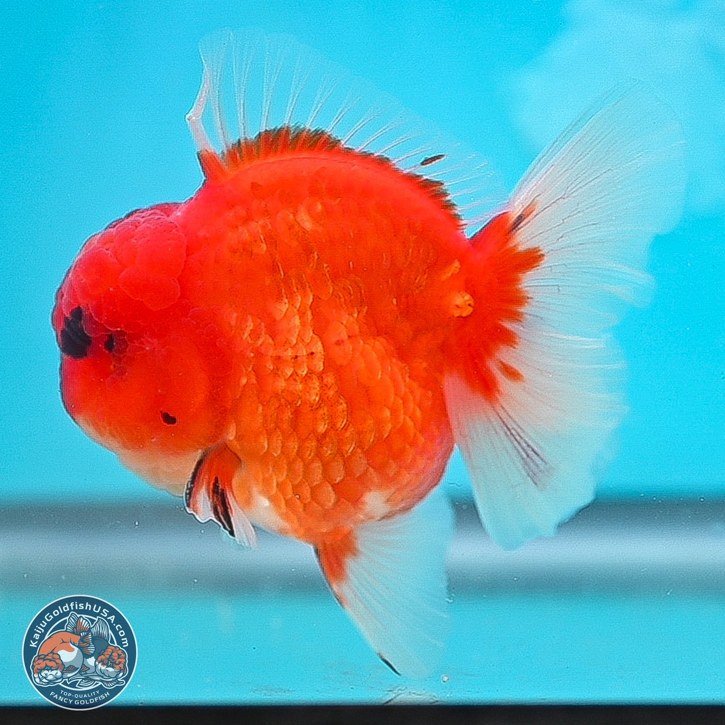 Apache Rose Tail Sakura Oranda 3.75 inches Body - Male (250131_OR07)