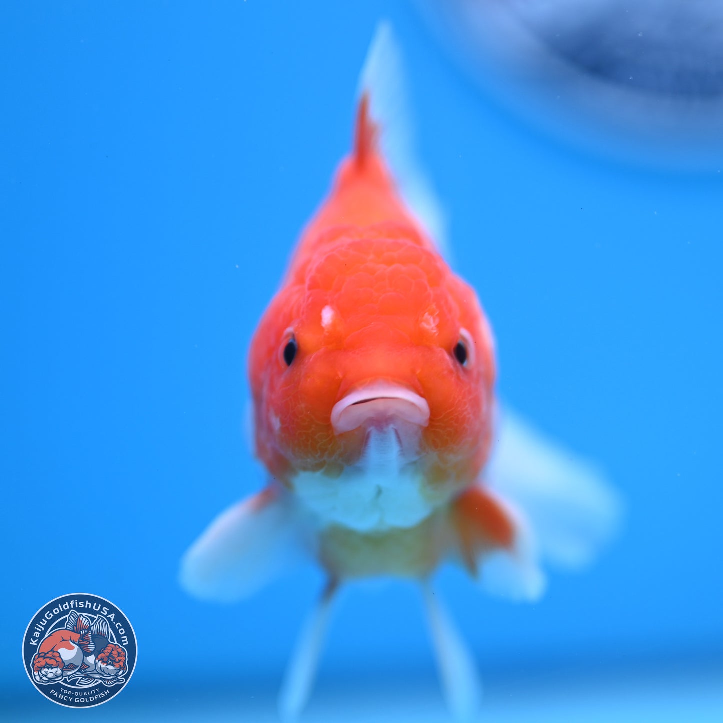 Shogun Sakura Oranda 3.5-4.5 inches (241004_OR07) - Kaiju Goldfish USA