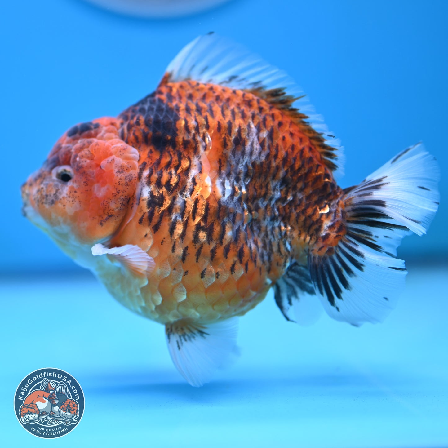 Tiger YuanBao Oranda 4 inches Body - Male (250117_OR07) - Kaiju Goldfish USA