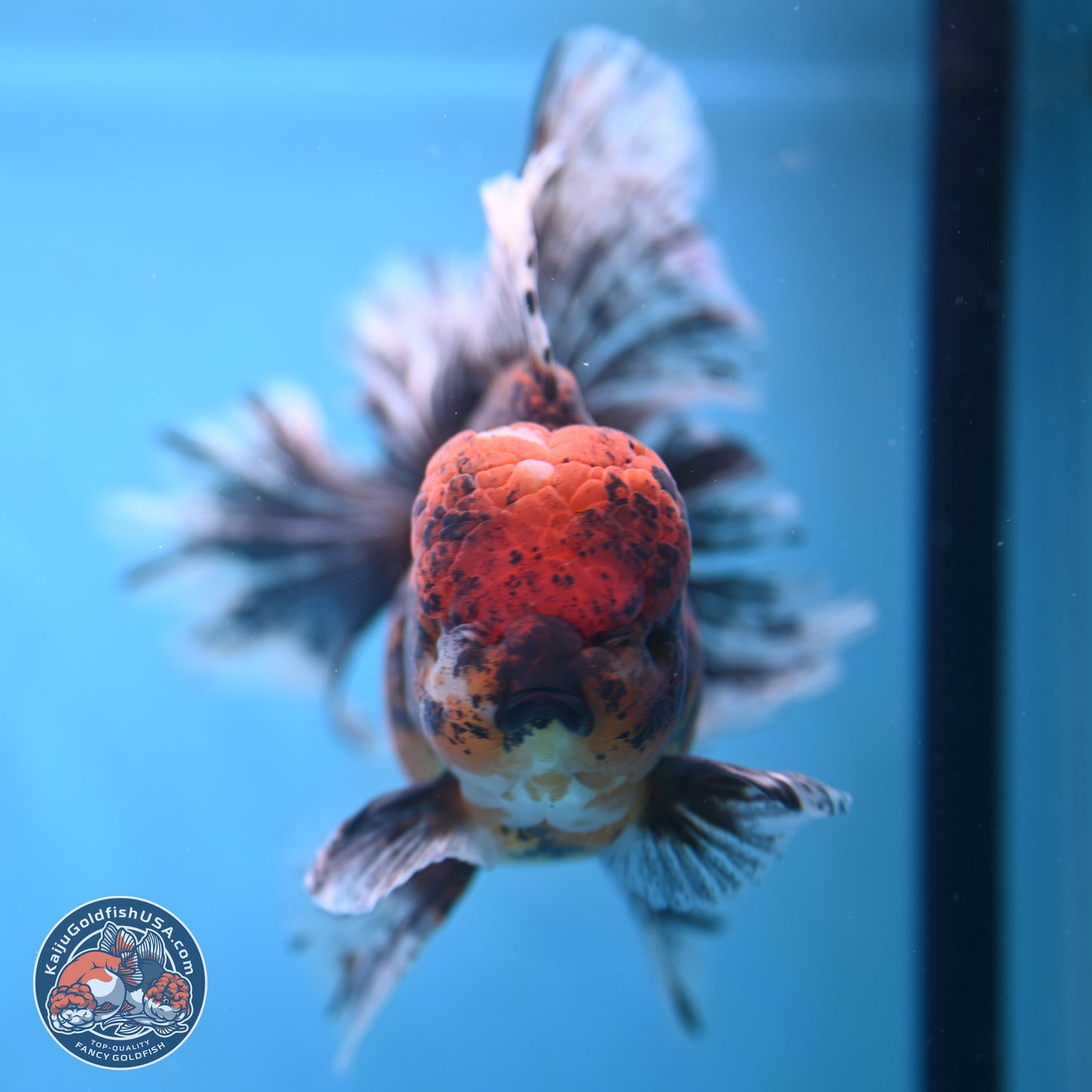 Red Kirin Rose Tail Oranda 6.5 inches - Male (241115_OR07) - Kaiju Goldfish USA