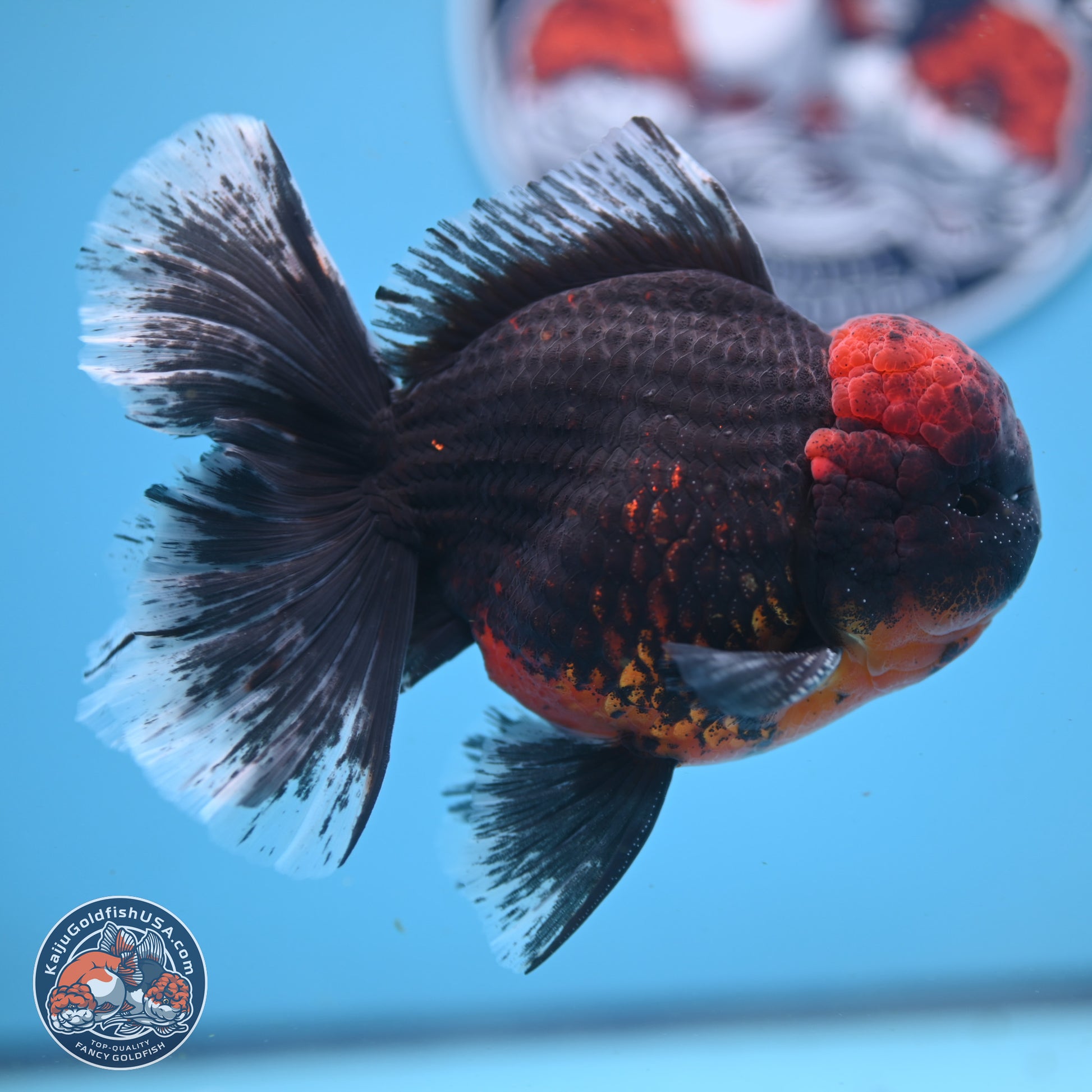 Kirin Rose Tail Oranda 6 inches - Male (241122_OR07) - Kaiju Goldfish USA