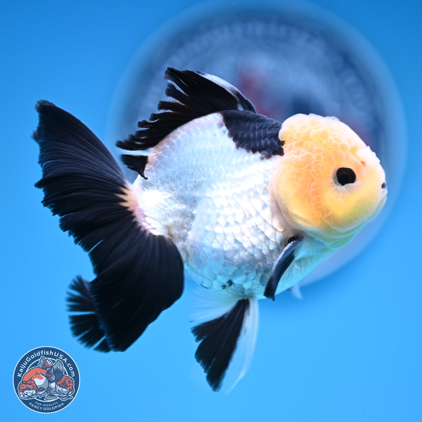 Panda Rose Tail Oranda 4.5 inches (241101_OR07) - Kaiju Goldfish USA