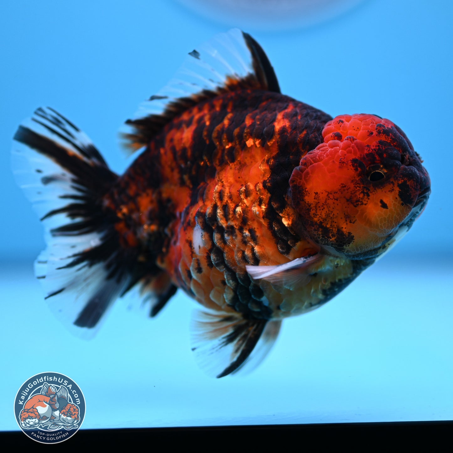 Tiger YuanBao Oranda 4-5 inches (240920_OR07) - Kaiju Goldfish USA