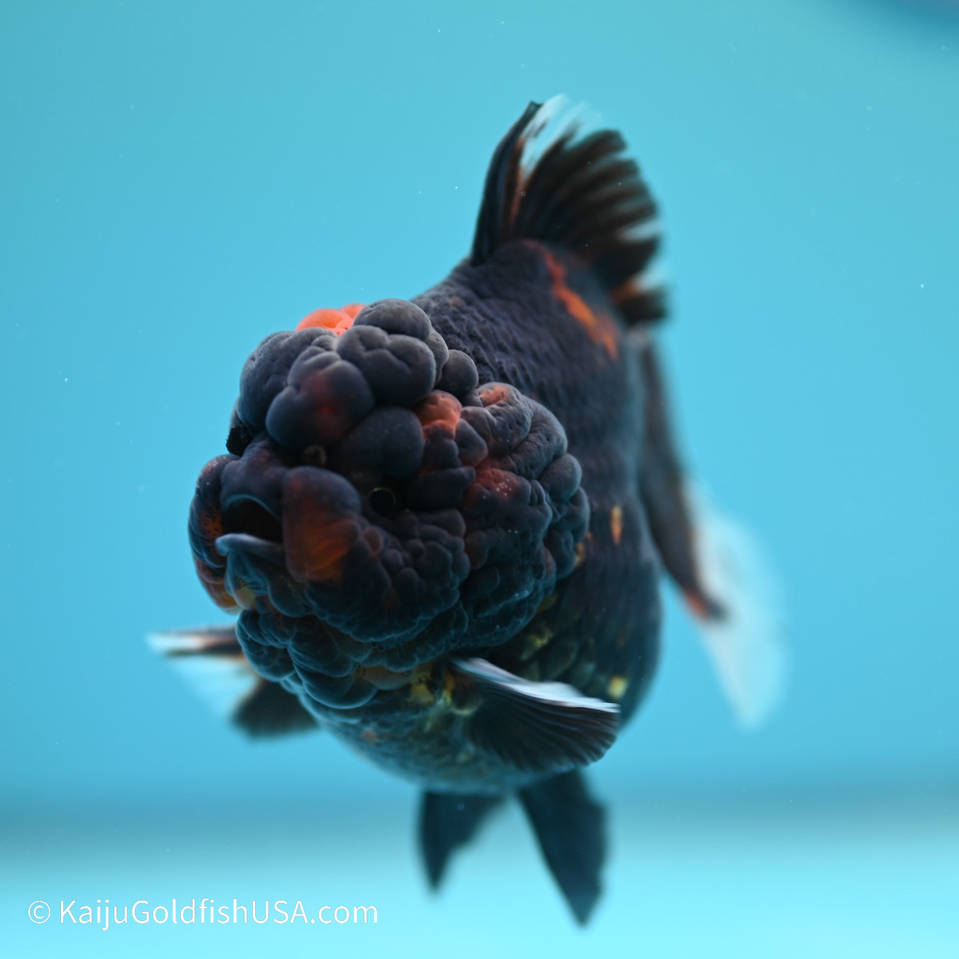 Heavy Ink Tiger YuanBao Oranda 3.5 inches (240517_OR7) - Kaiju Goldfish USA