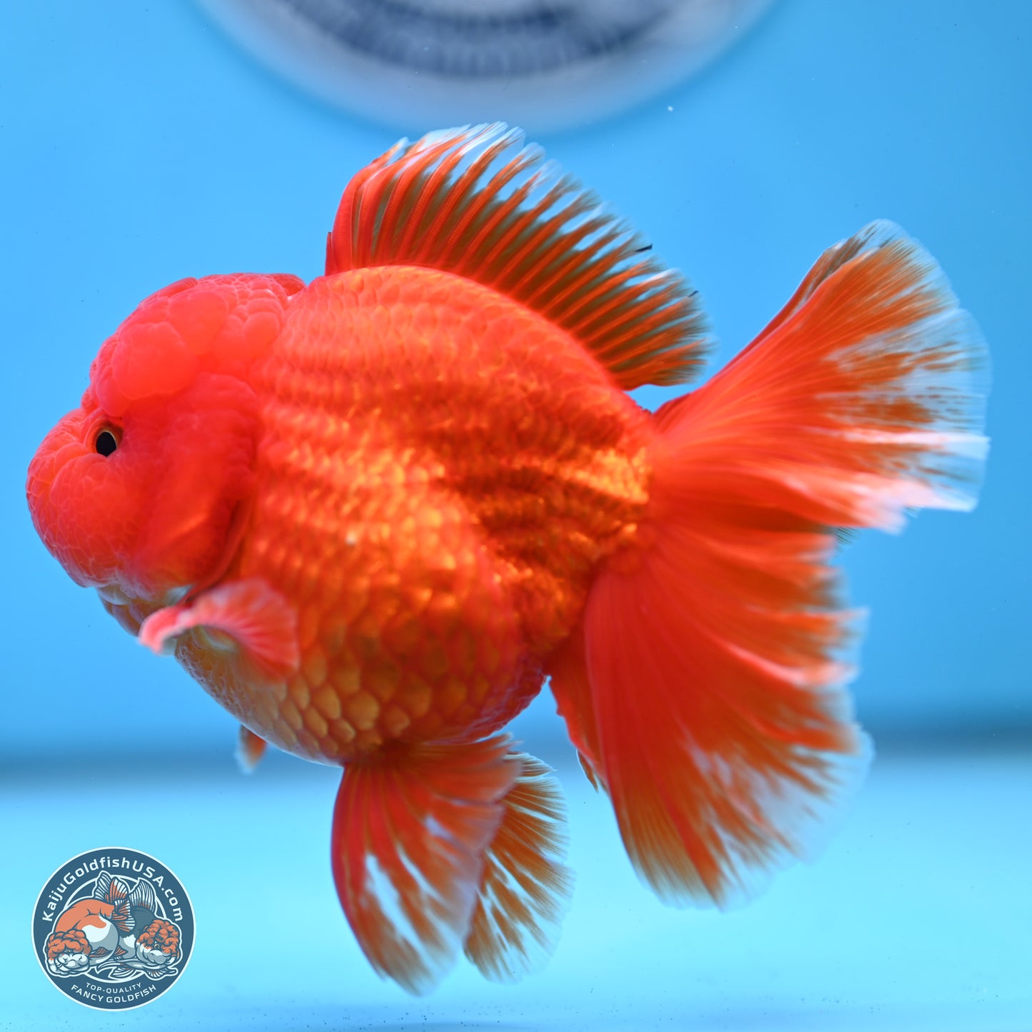 Fiery Classic Red Rose Tail Oranda 3.5 inches Body - Male (250228_OR07)