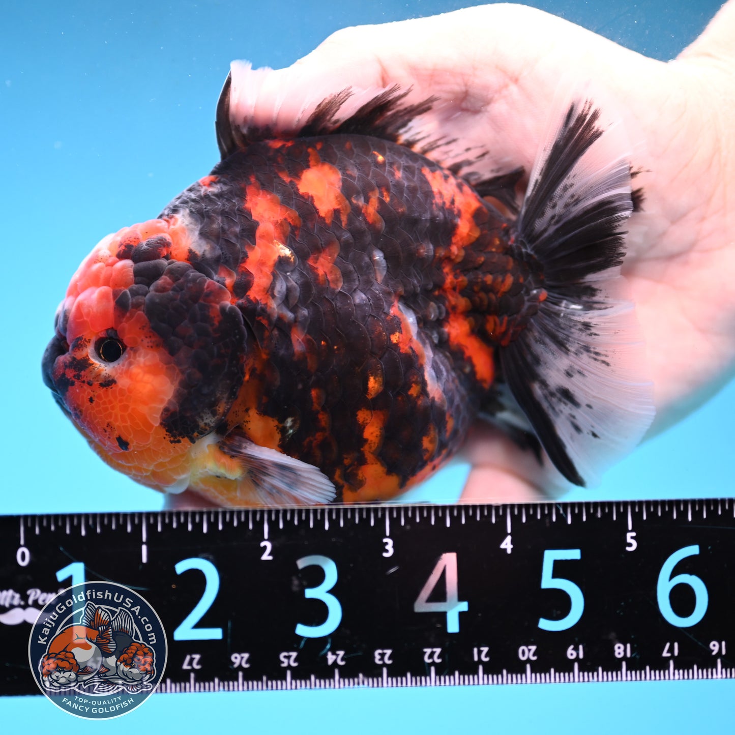 Tiger Oranda 4 inch Body (250926_OR07)