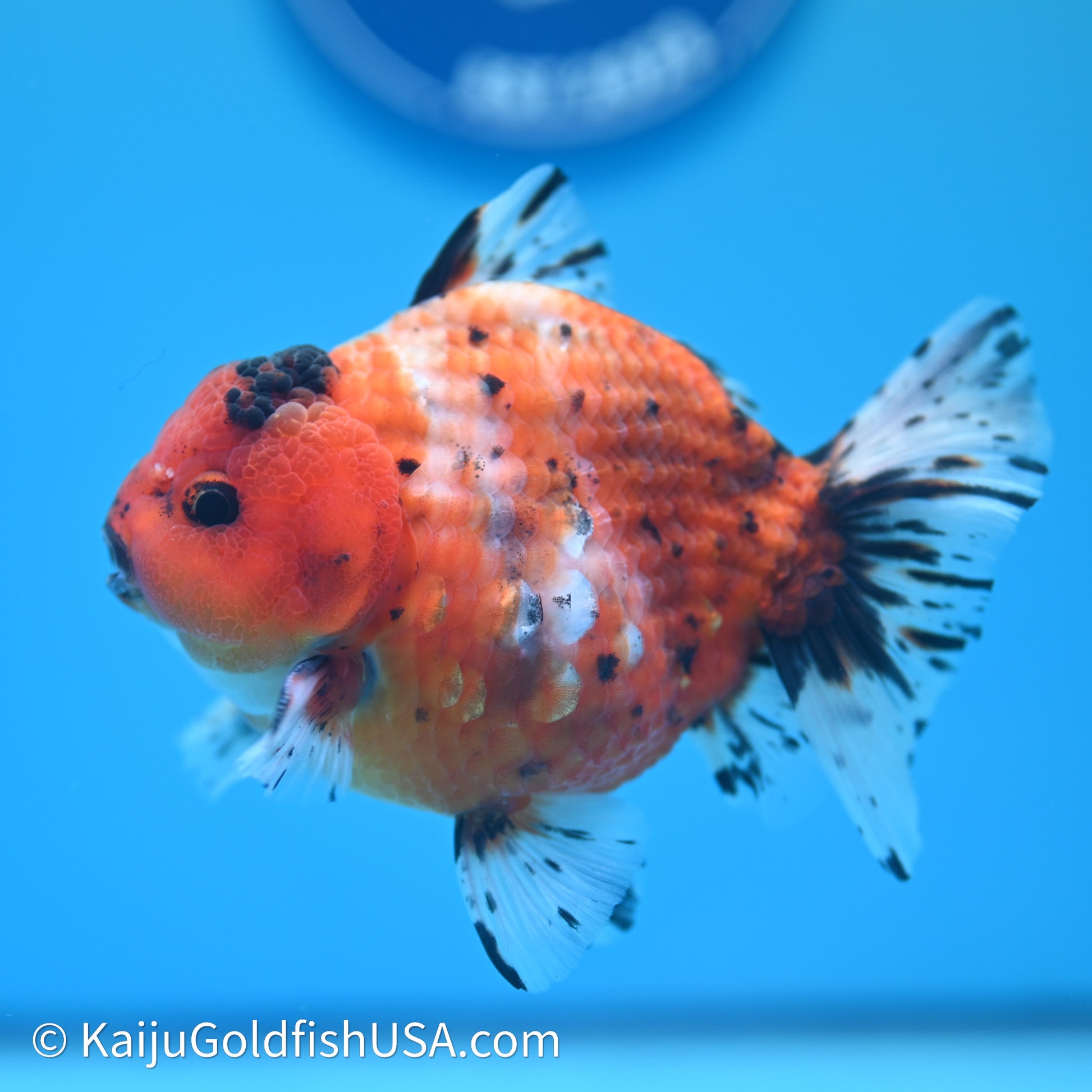 Shogun Godzilla Tricolor Sakura Oranda 3.5in Body (240614_OR07) - Kaiju Goldfish USA