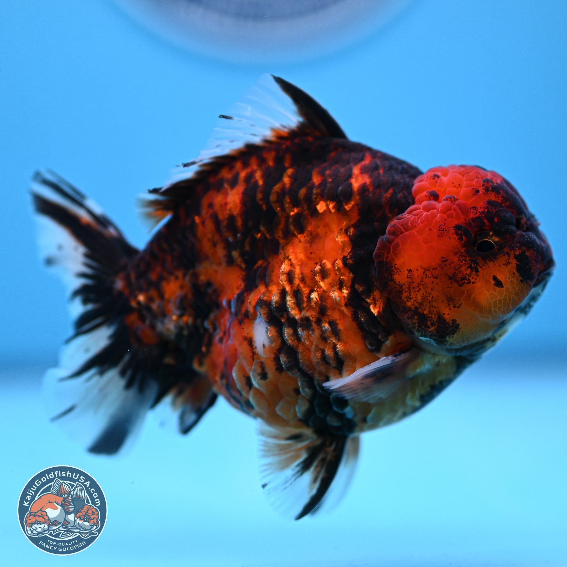 Tiger YuanBao Oranda 4-5 inches (240920_OR07) - Kaiju Goldfish USA