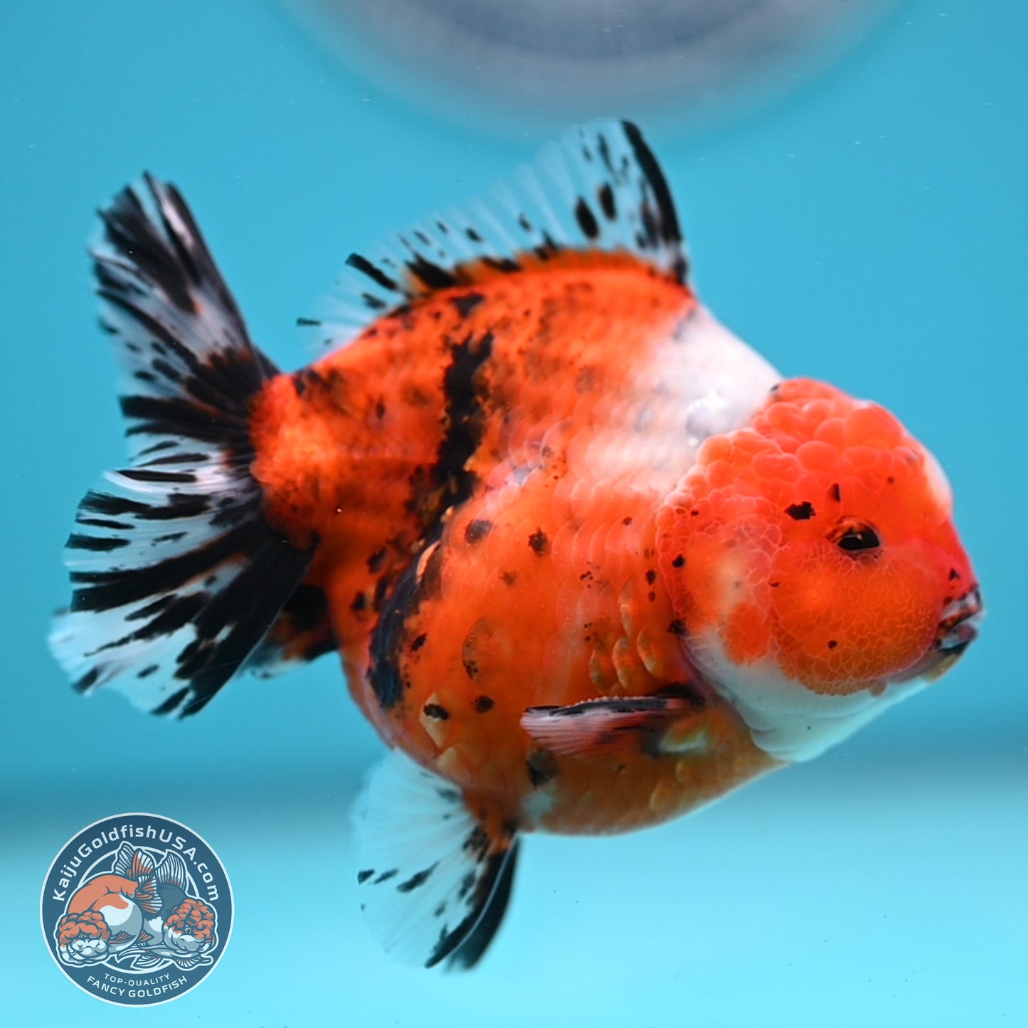 Shogun Tricolor Sakura Oranda 3.5 inches Body (250606_OR07)