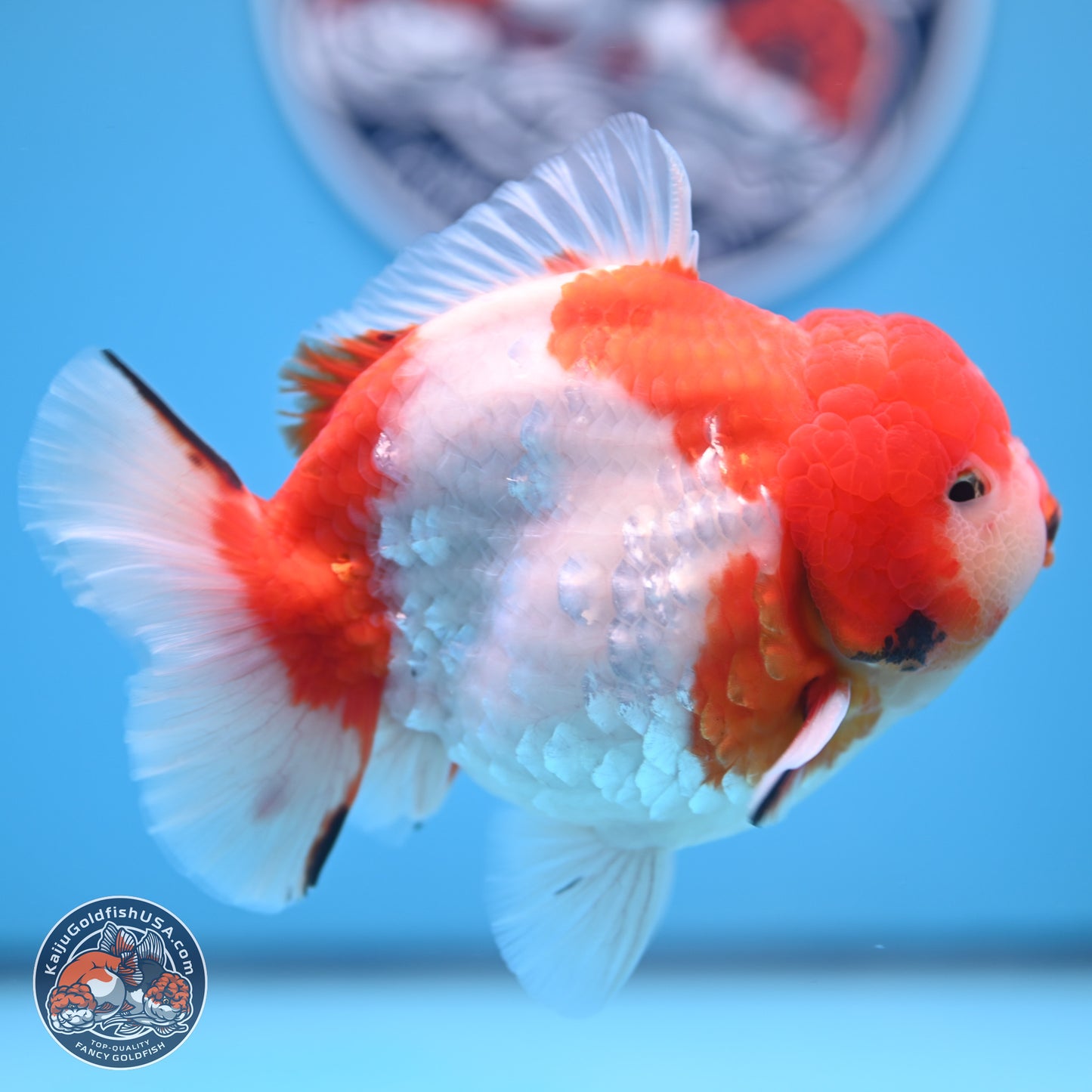 Tricolor Sakura YuanBao Oranda 4.75 inches Body - Male (241227_OR07) - Kaiju Goldfish USA