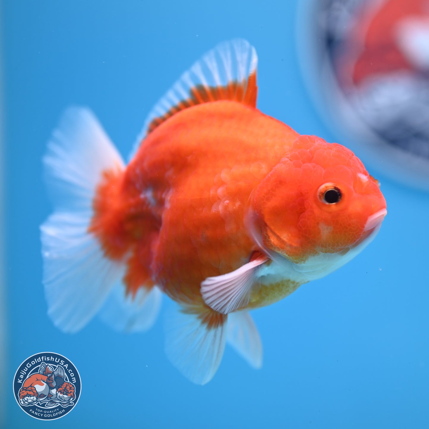 Shogun Sakura Oranda 3.5-4.5 inches (241004_OR07) - Kaiju Goldfish USA