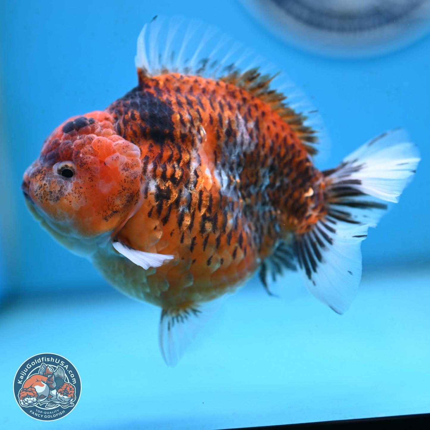 Tiger YuanBao Oranda 4 inches Body - Male (250117_OR07) - Kaiju Goldfish USA