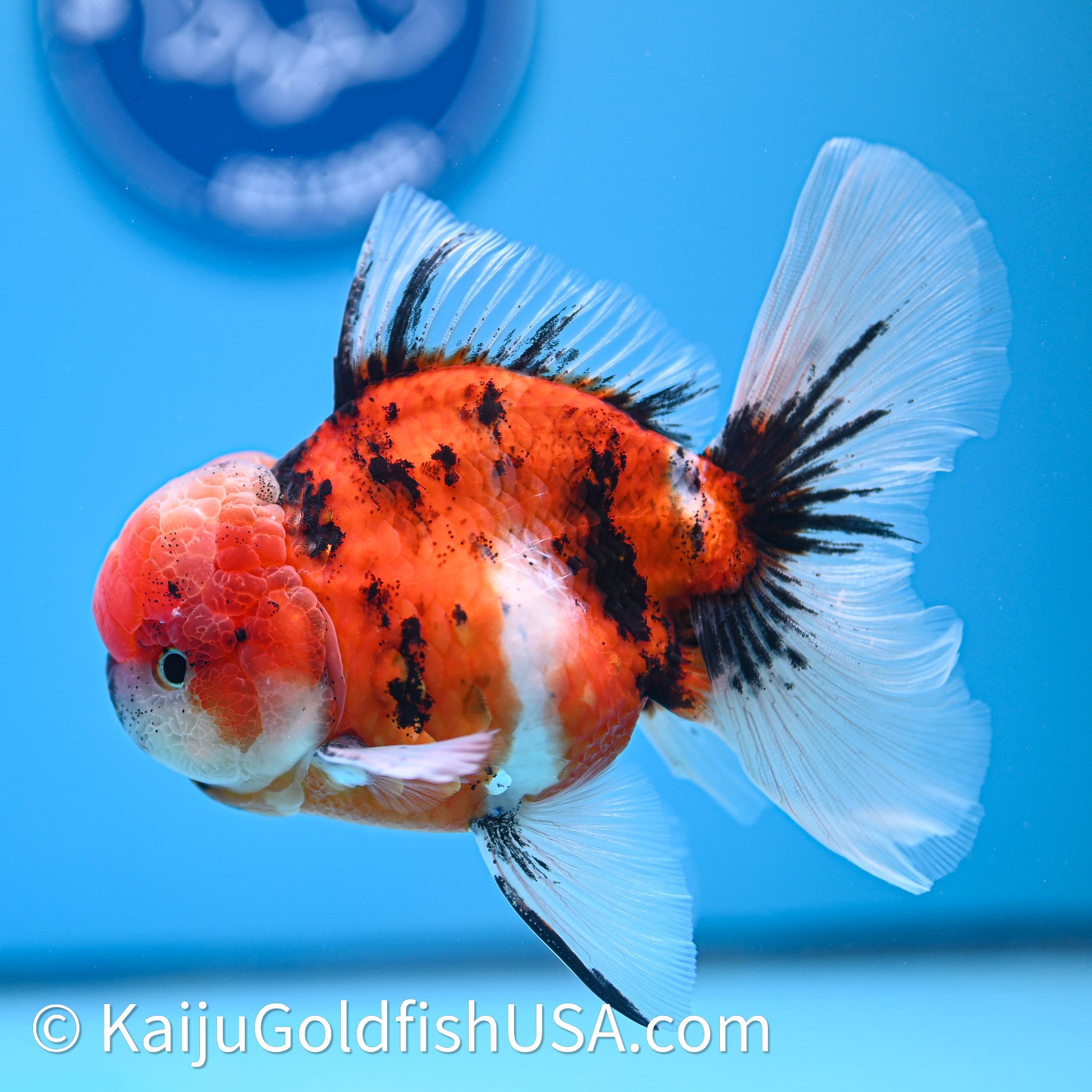 Tricolor Tiger Rose Tail Oranda 3.8in Body (240628_OR07) - Kaiju Goldfish USA