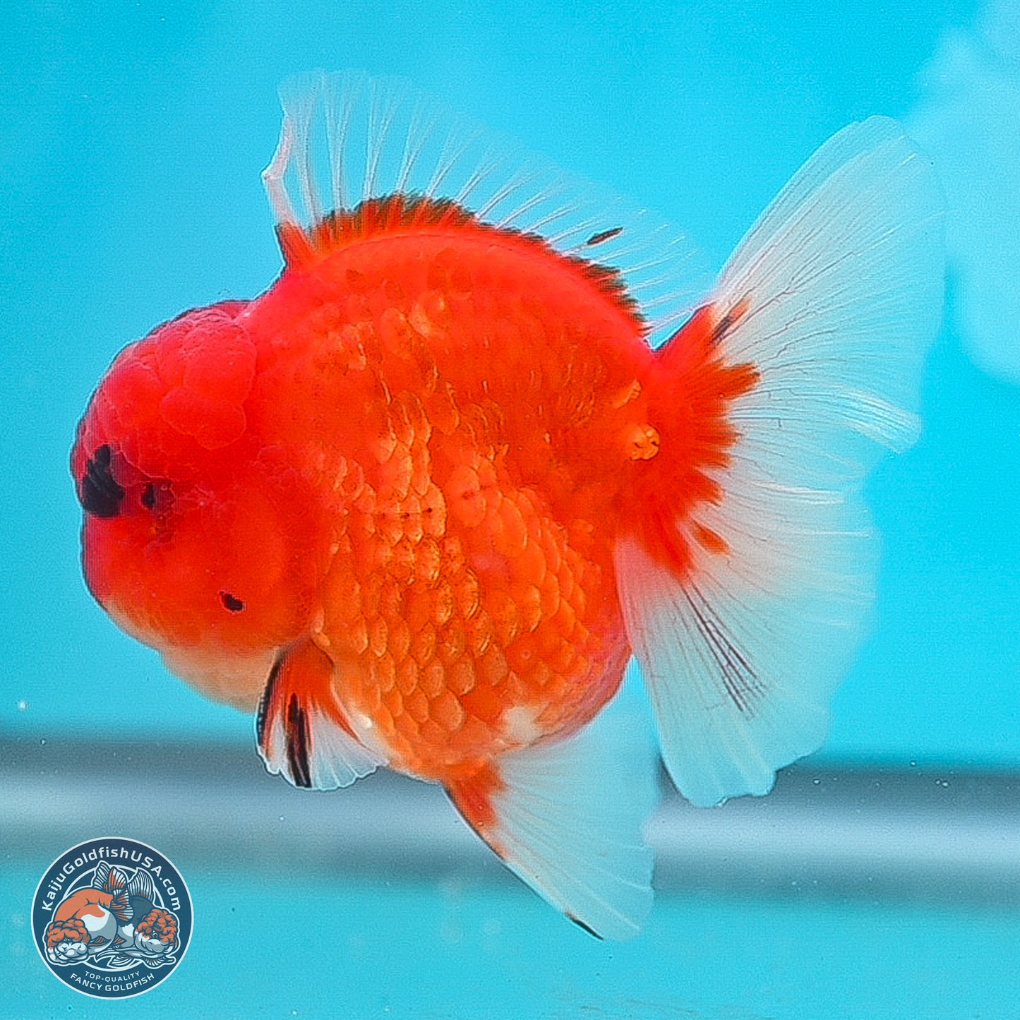 Apache Rose Tail Sakura Oranda 3.75 inches Body - Male (250131_OR07)