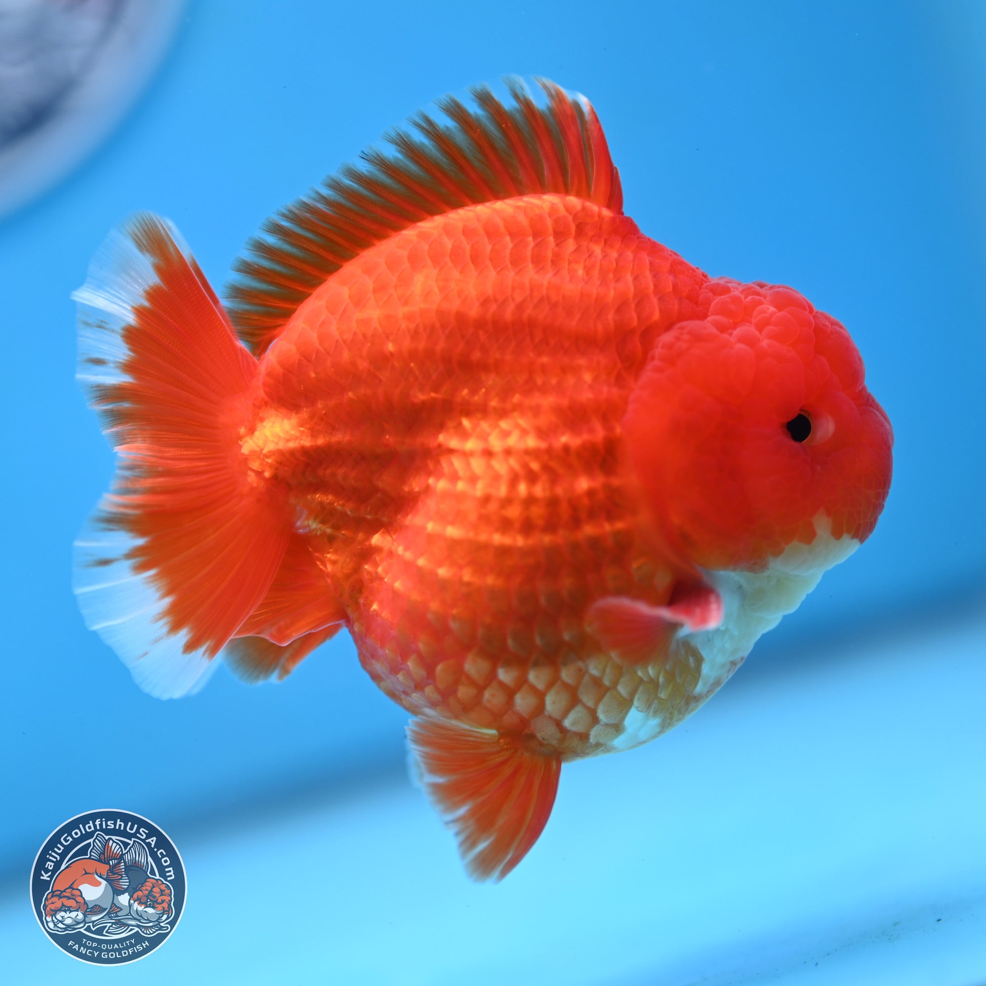 Red White YuanBao Oranda 3.5 inches Body - Male (250103_OR07) - Kaiju Goldfish USA