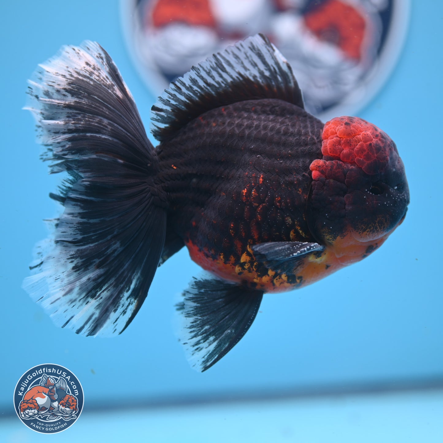 Kirin Rose Tail Oranda 6 inches - Male (241122_OR07) - Kaiju Goldfish USA