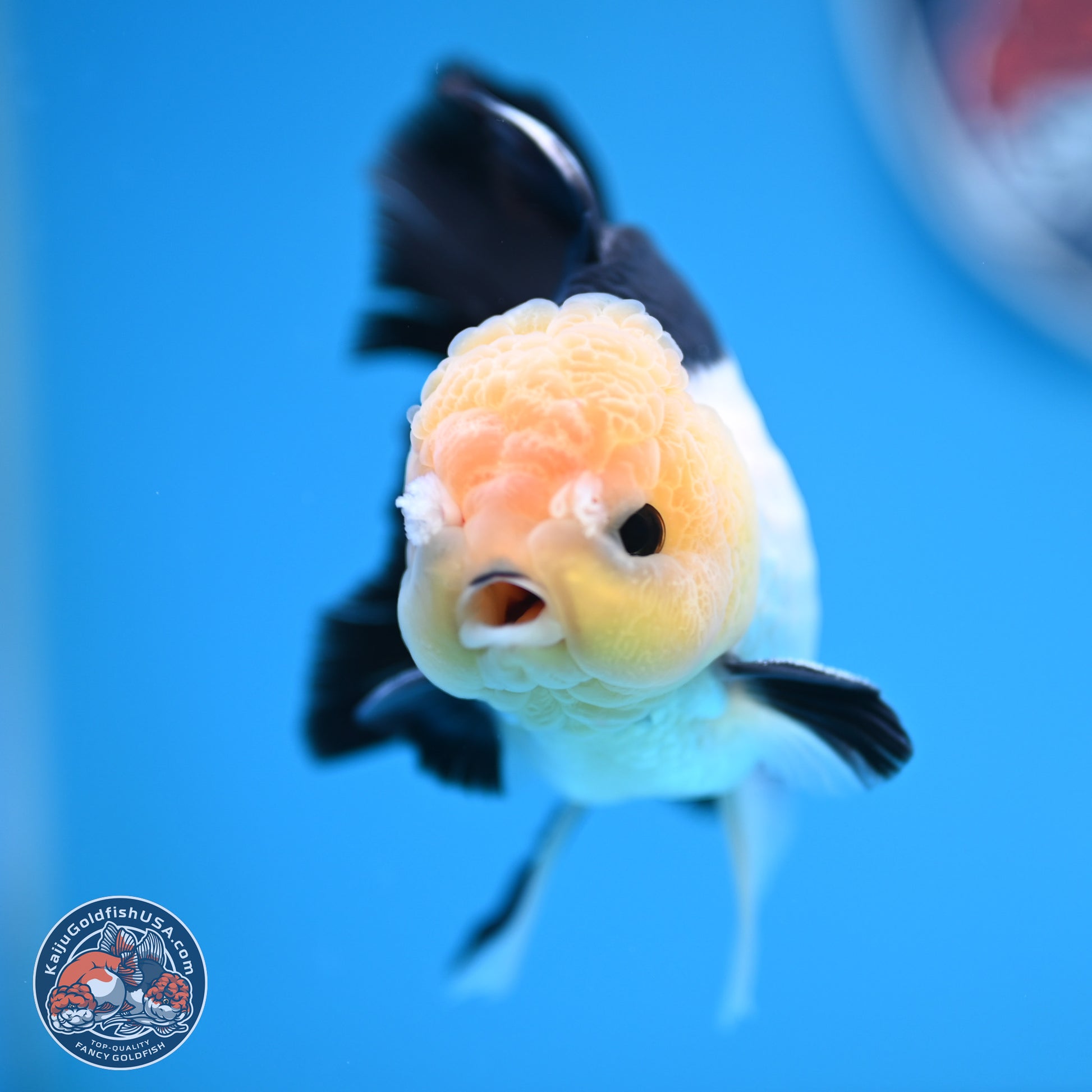 Panda Rose Tail Oranda 4.5 inches (241101_OR07) - Kaiju Goldfish USA