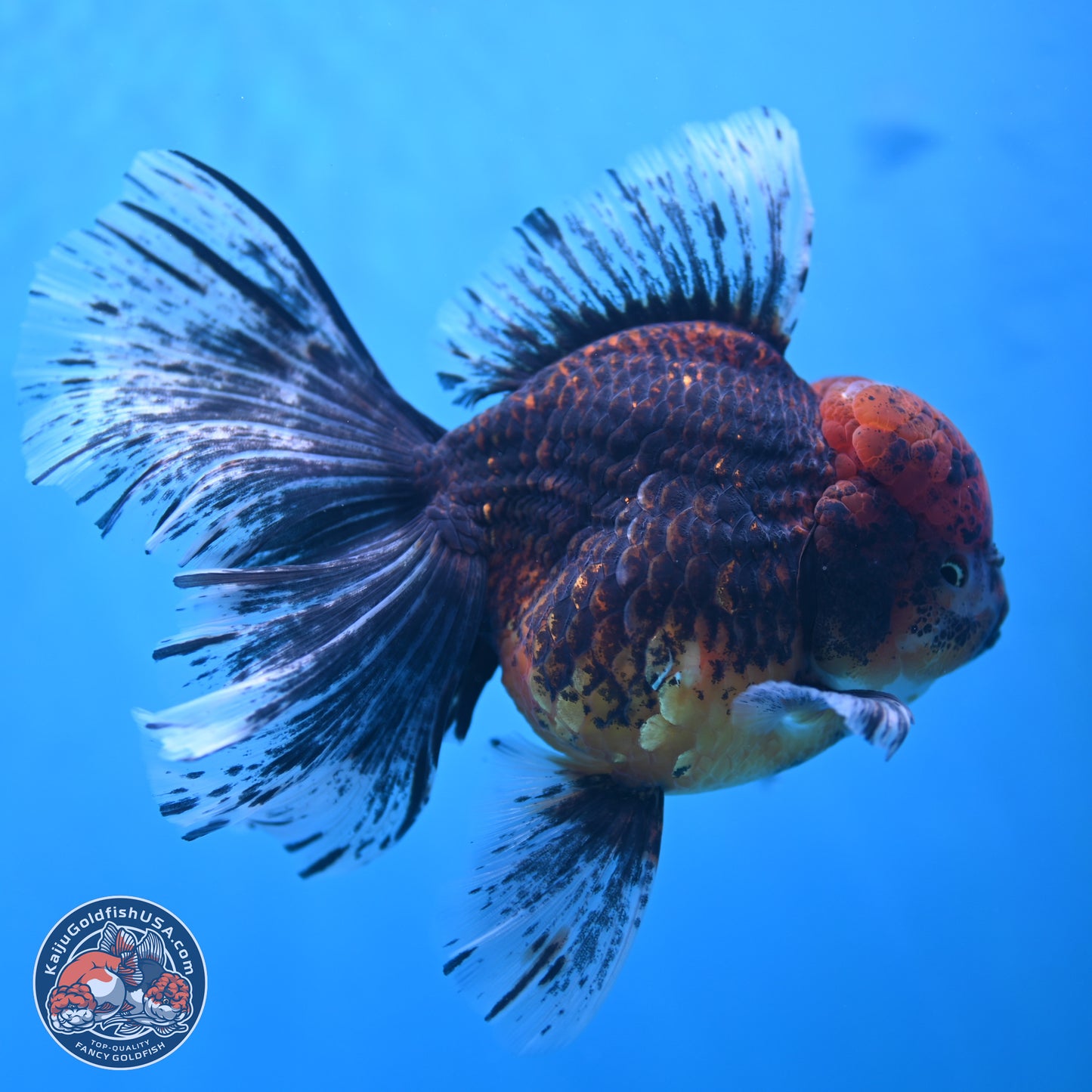 Red Kirin Rose Tail Oranda 6.5 inches - Male (241115_OR07) - Kaiju Goldfish USA