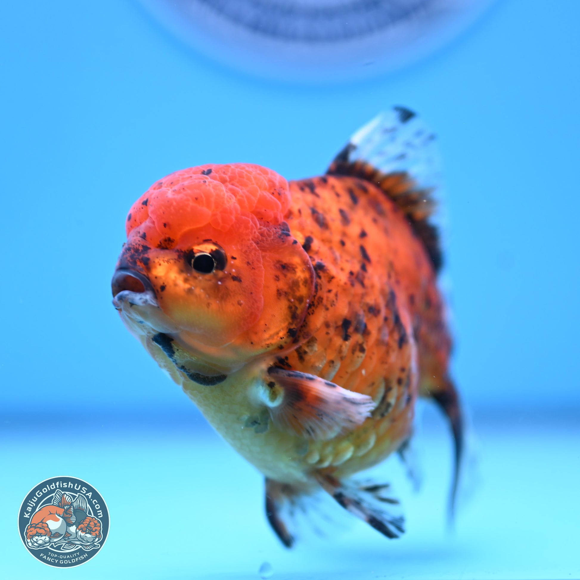 Shogun Tiger YuanBao Oranda 3.75in Body (240816_OR07) - Kaiju Goldfish USA