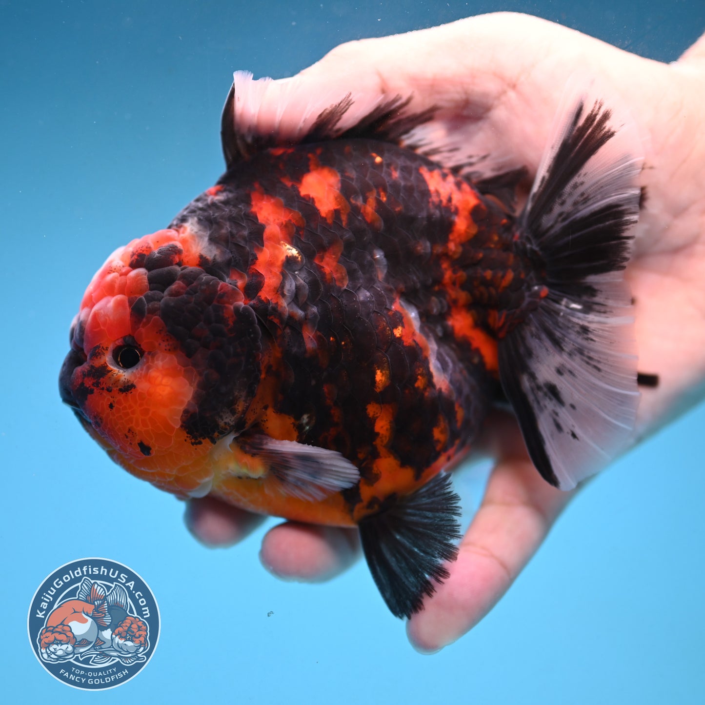 Tiger Oranda 4 inch Body (250926_OR07)