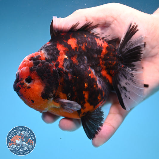 Tiger Oranda 4 inch Body (250926_OR07)