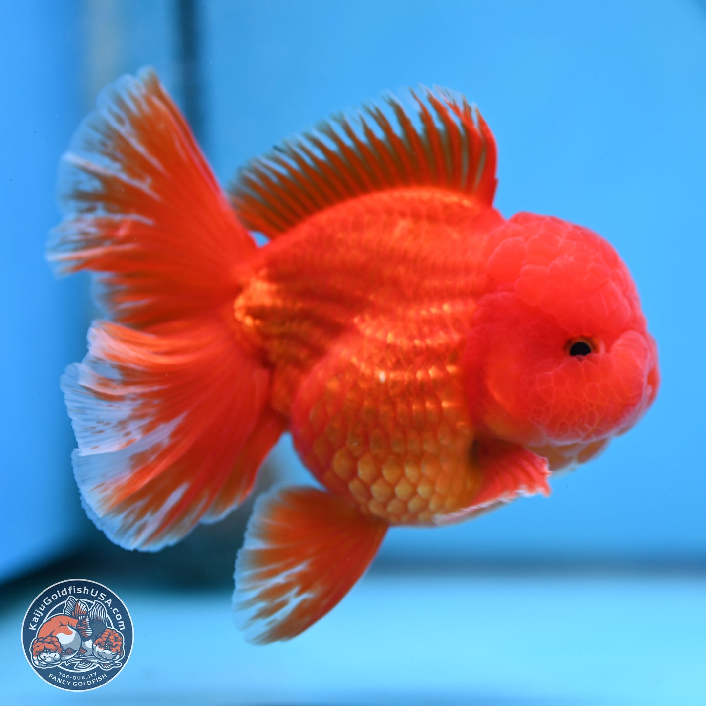 Fiery Classic Red Rose Tail Oranda 3.5 inches Body - Male (250228_OR07)