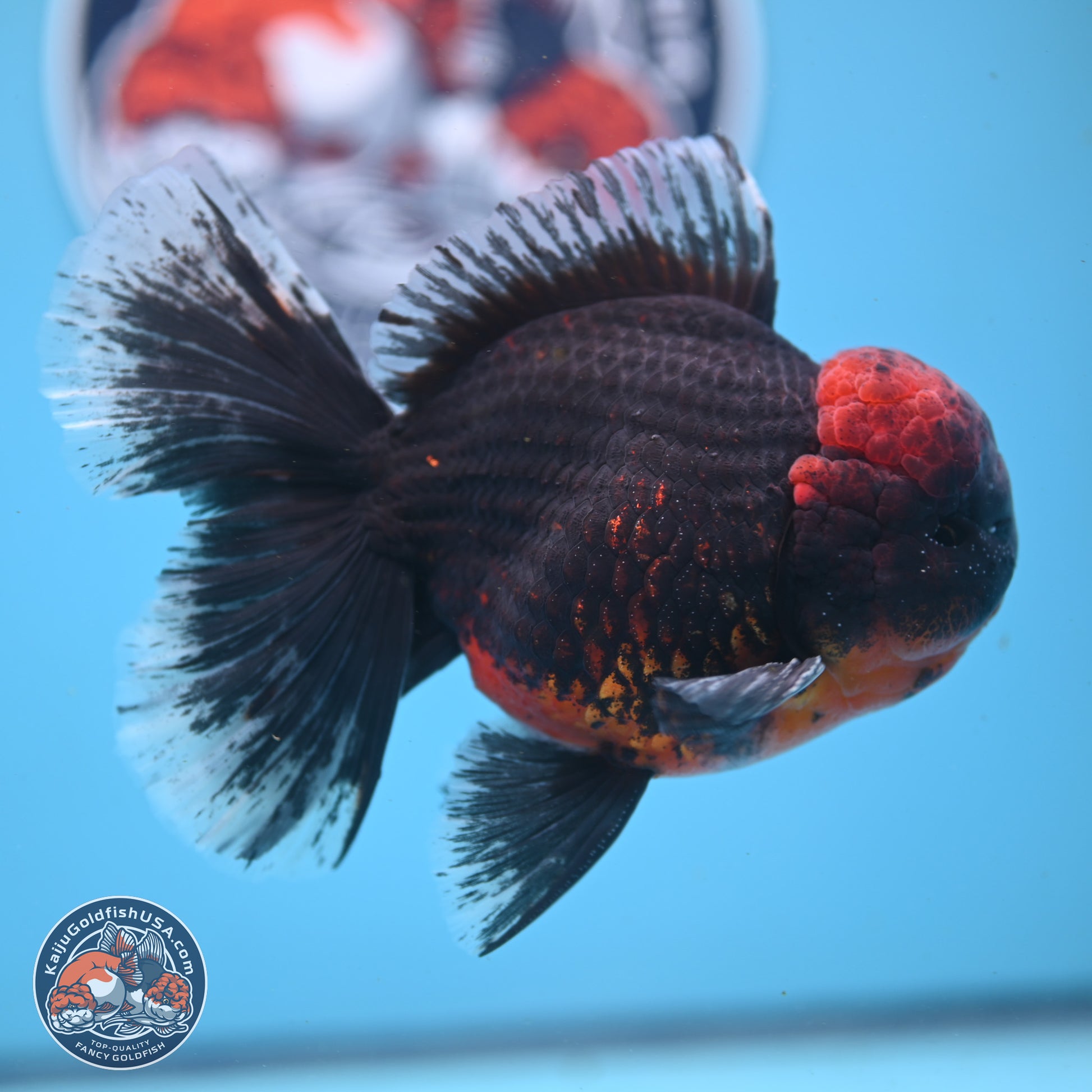 Kirin Rose Tail Oranda 6 inches - Male (241122_OR07) - Kaiju Goldfish USA