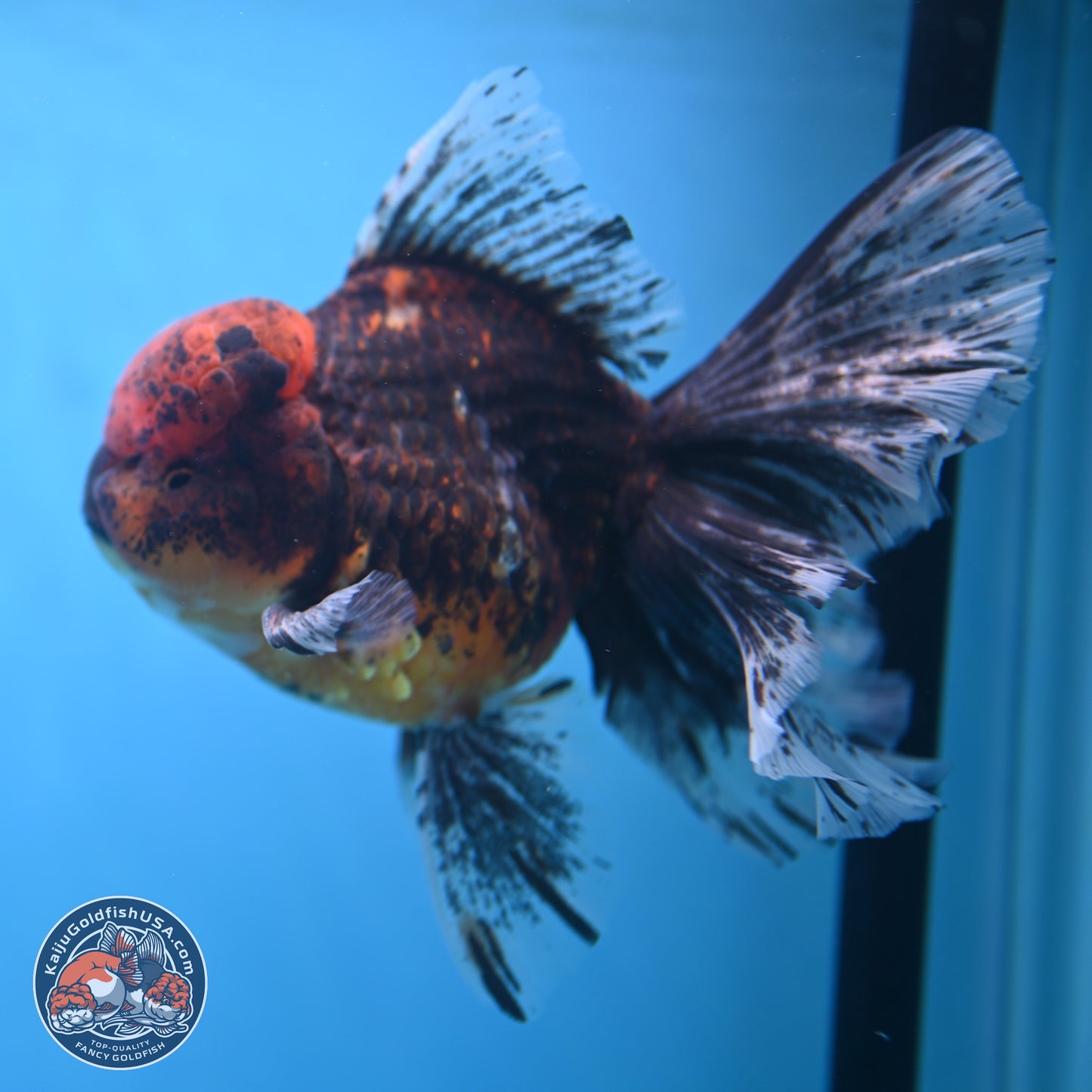 Red Kirin Rose Tail Oranda 6.5 inches - Male (241115_OR07) - Kaiju Goldfish USA