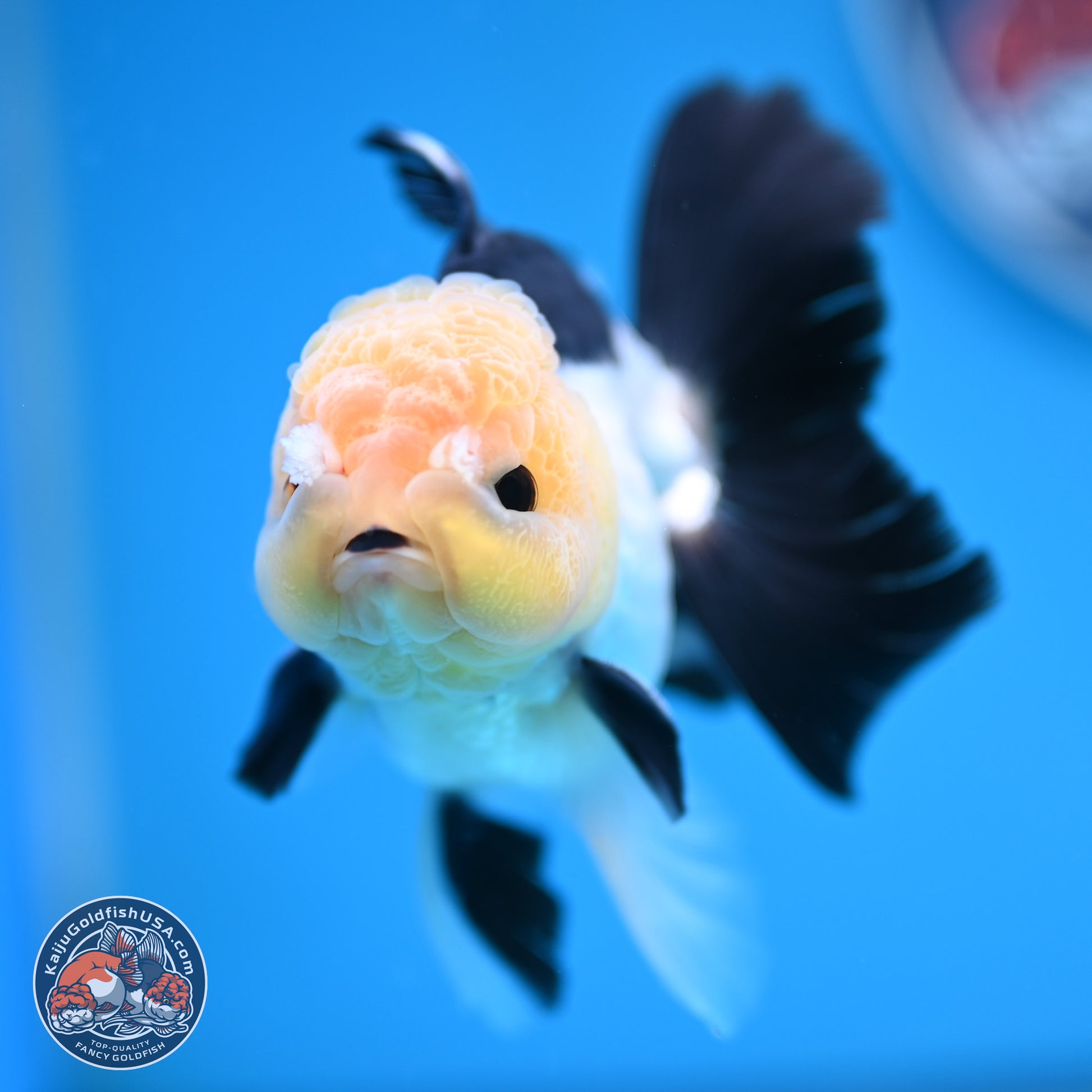 Panda Rose Tail Oranda 4.5 inches (241101_OR07) - Kaiju Goldfish USA